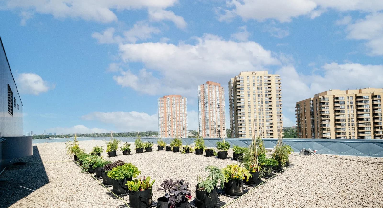 Rooftop Farm — Toronto