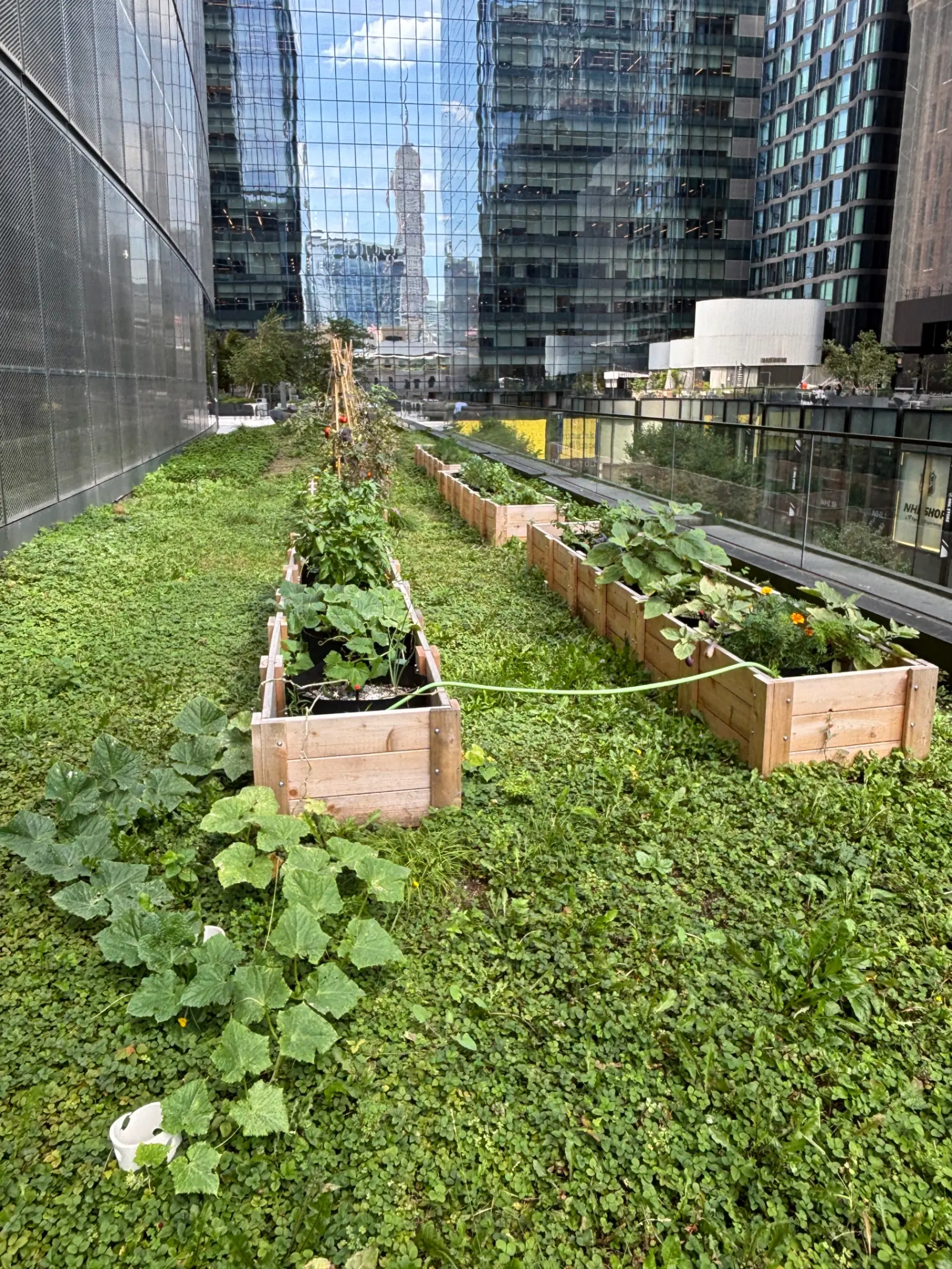 Wooden planter boxes full of vegetables and flowers on a rooftop beside a stone building