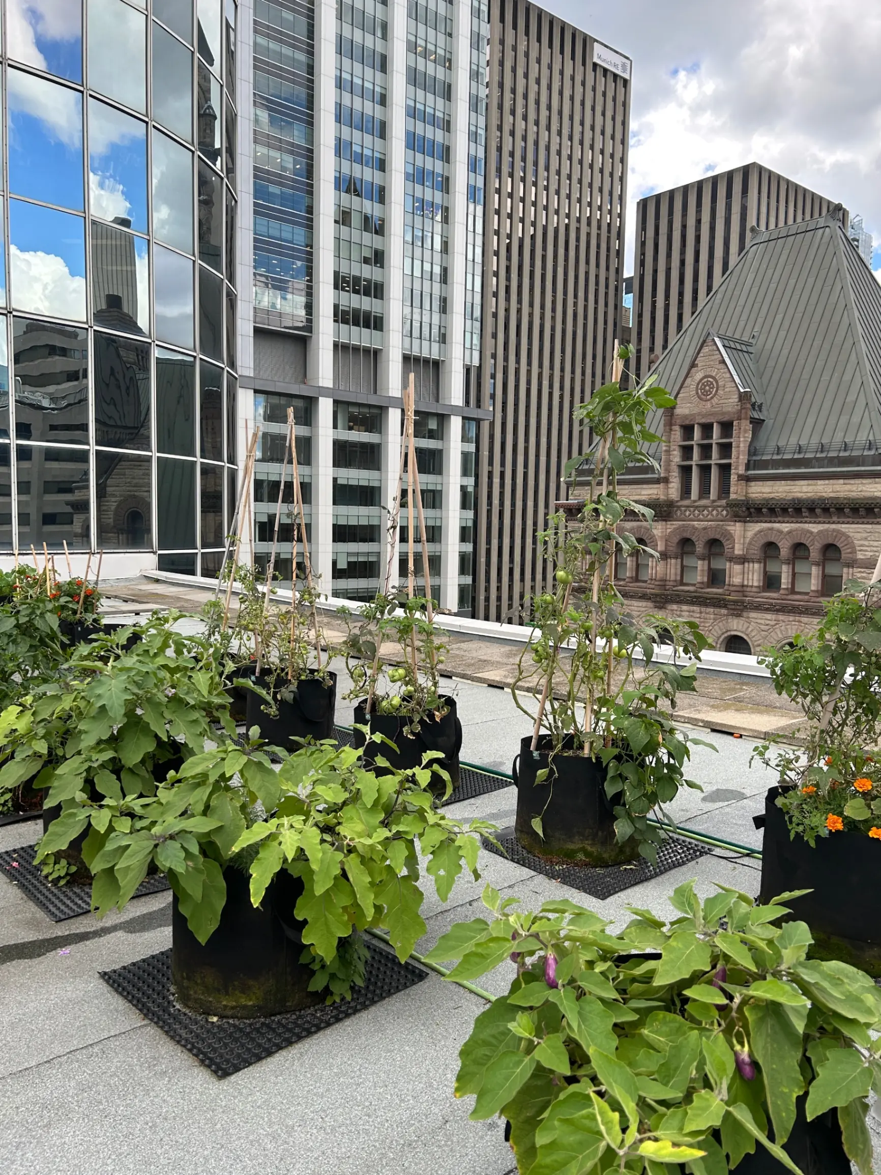 Rooftop Farm — Toronto