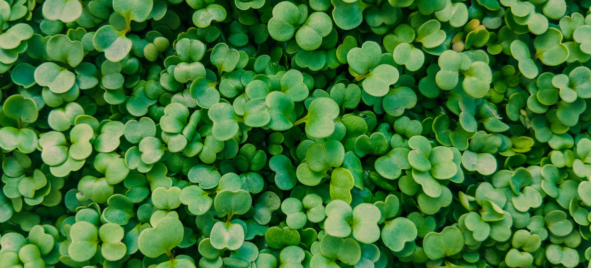 Microgreens harvest