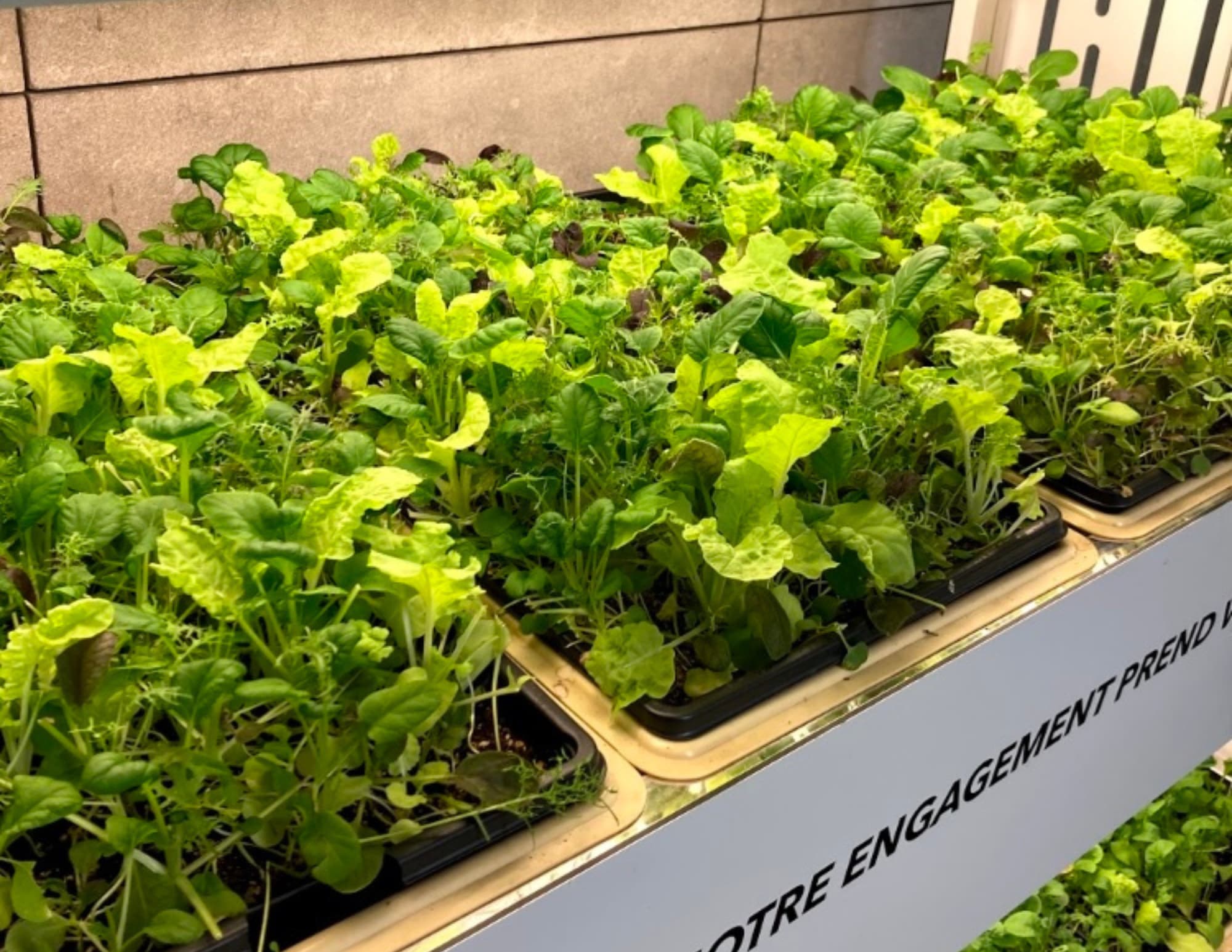 Year-Round Fresh Harvests