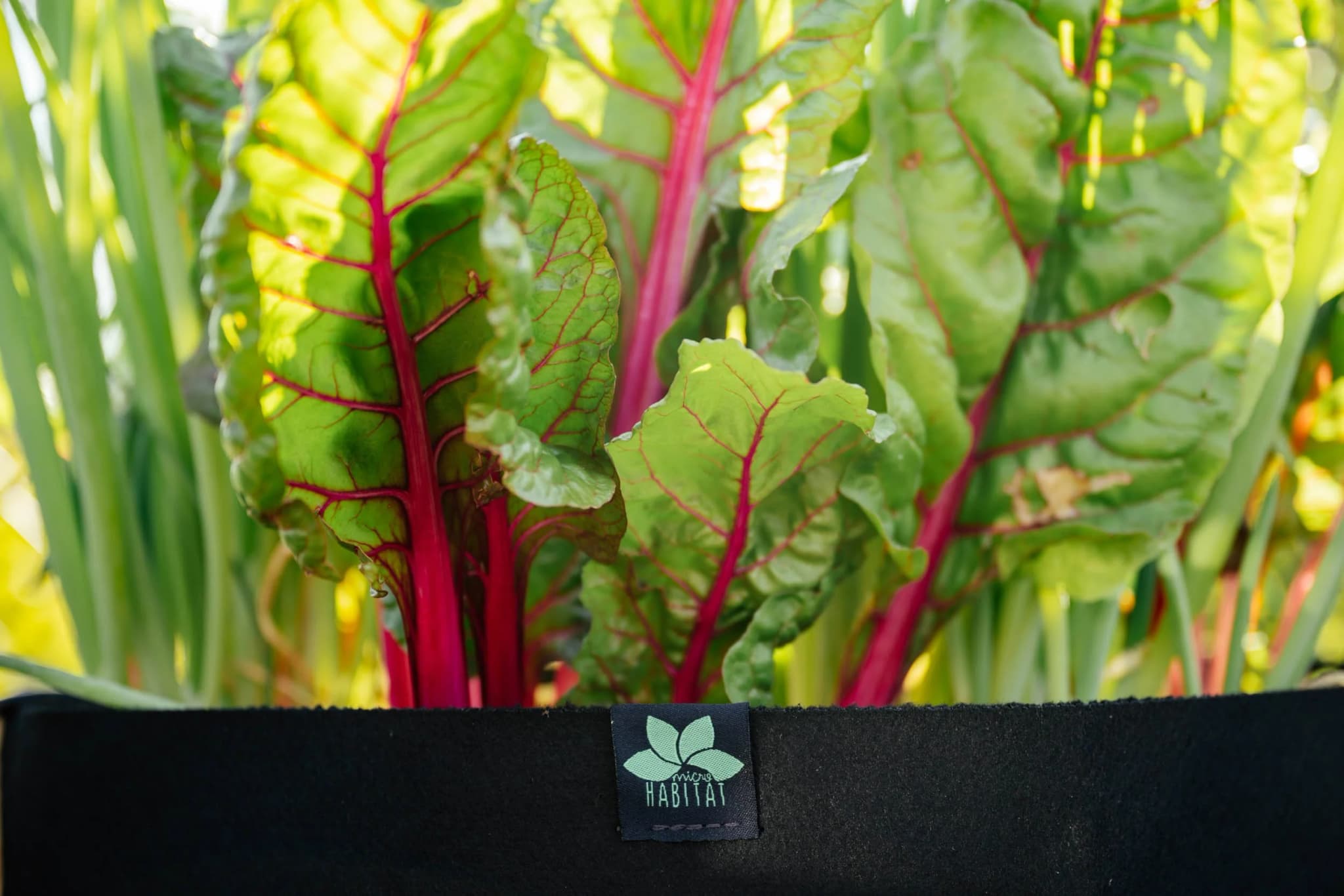 Rainbow chard, ready to harvest