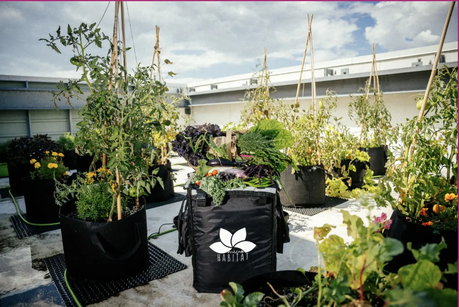 Biophilic Design in the Workplace: The Science Behind Living Infrastructure