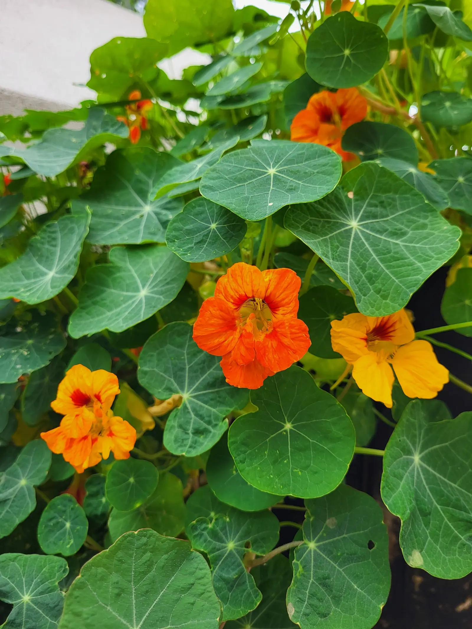 Best Plants for Rooftop Gardens