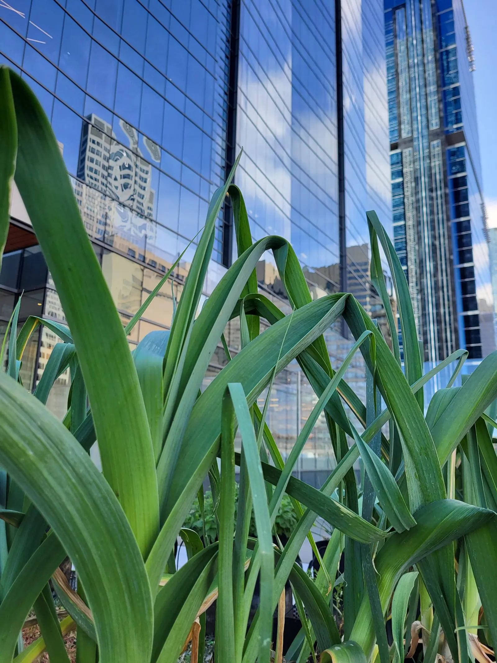 Biophilic Design in the Workplace Guide