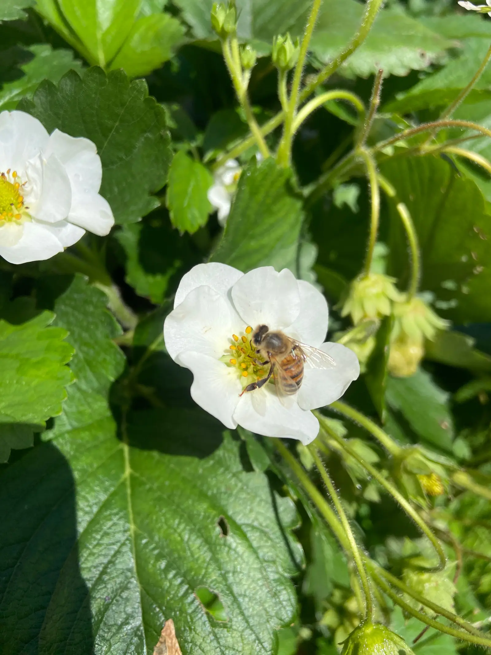 Rendicontazione della biodiversità CSRD per l'immobiliare