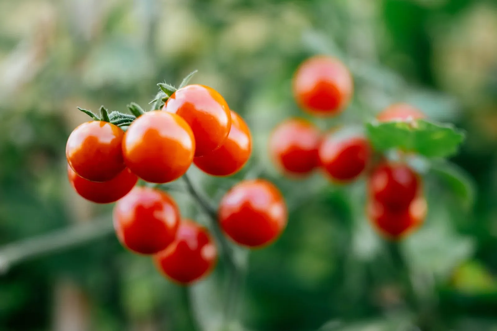 England’s biodiversity net gain: can an urban farm count?