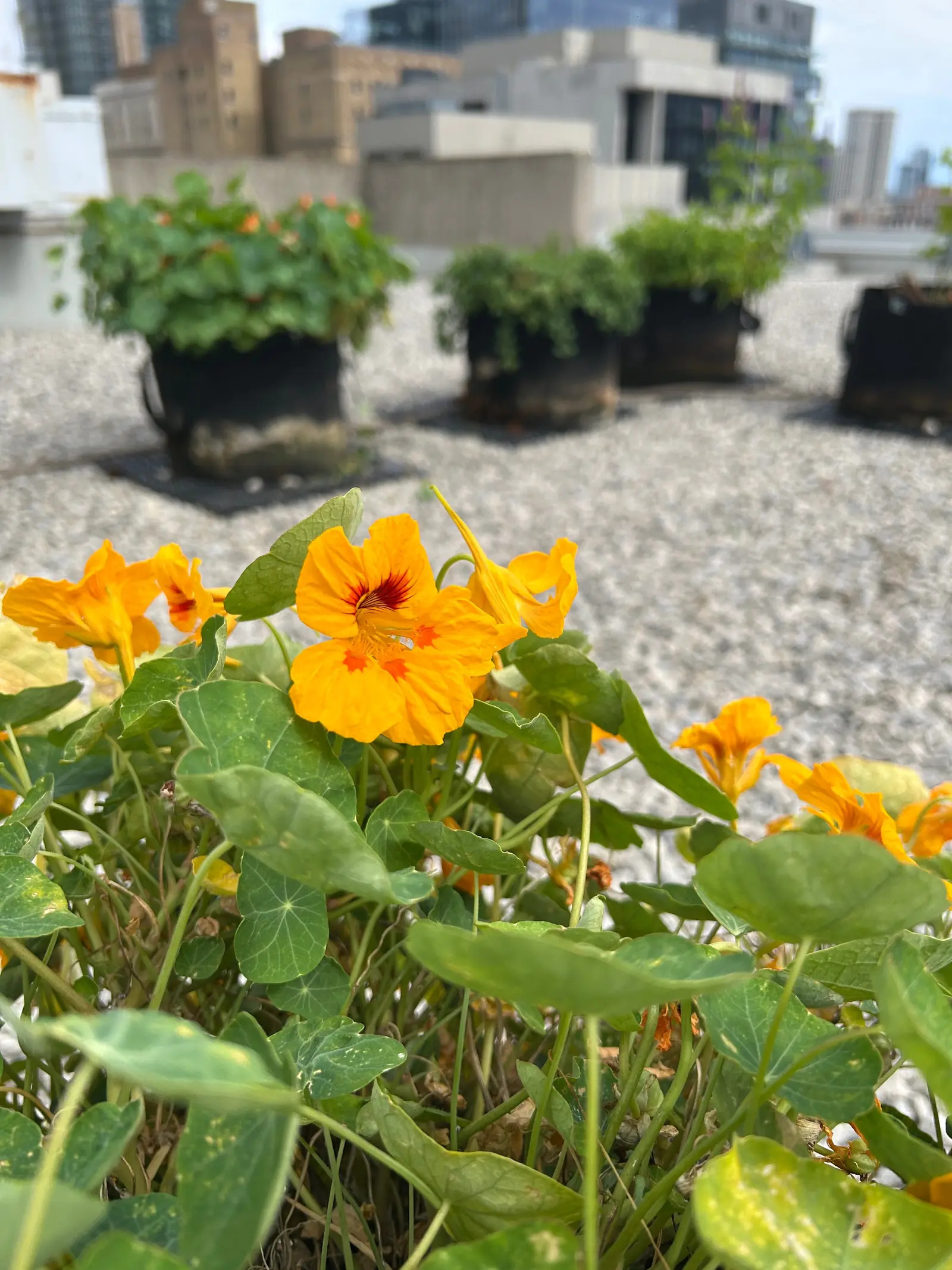 ESG-Aligned Urban Farming: Complete Guide