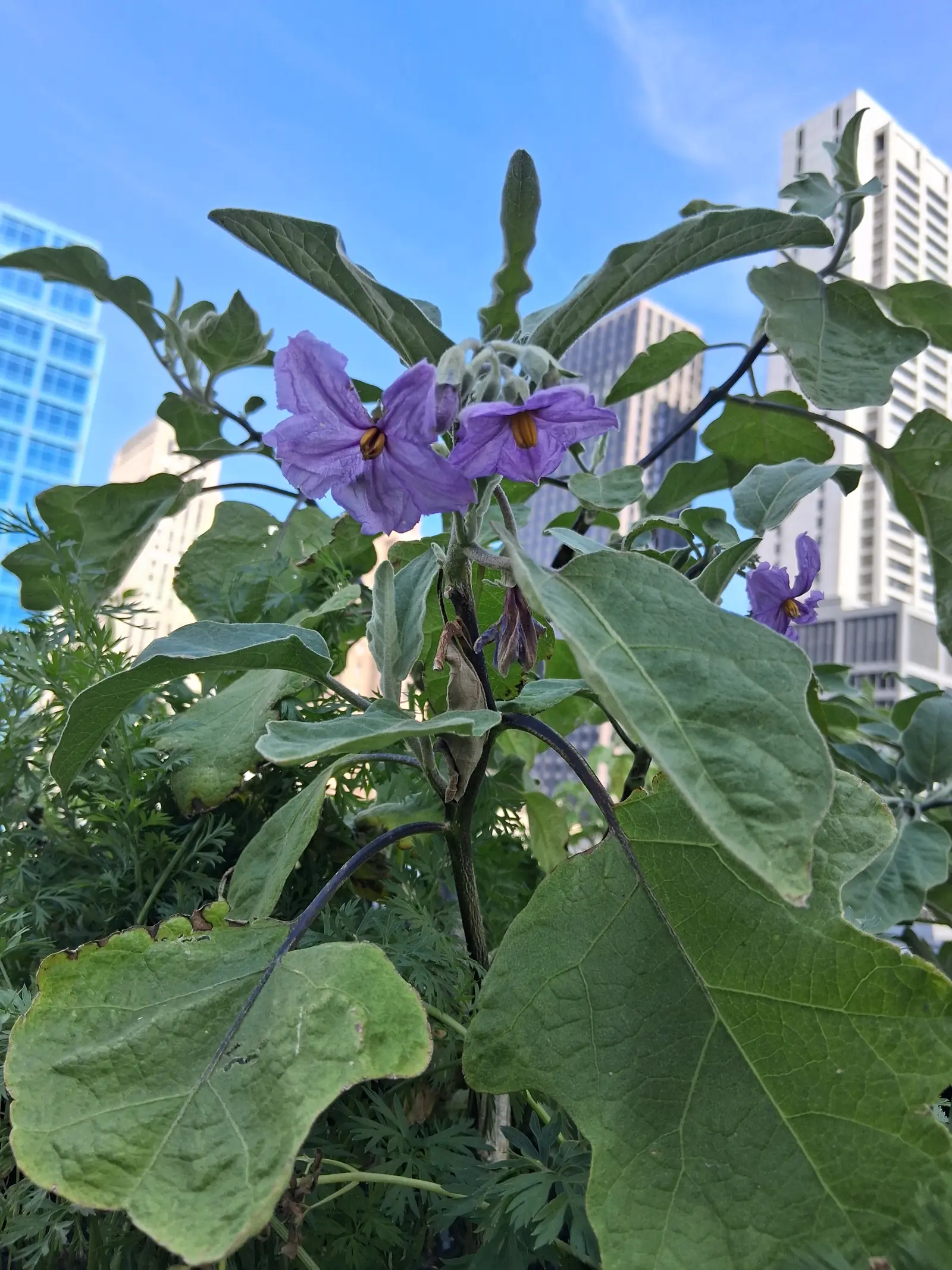 How Urban Farming Improves Your GRESB Score