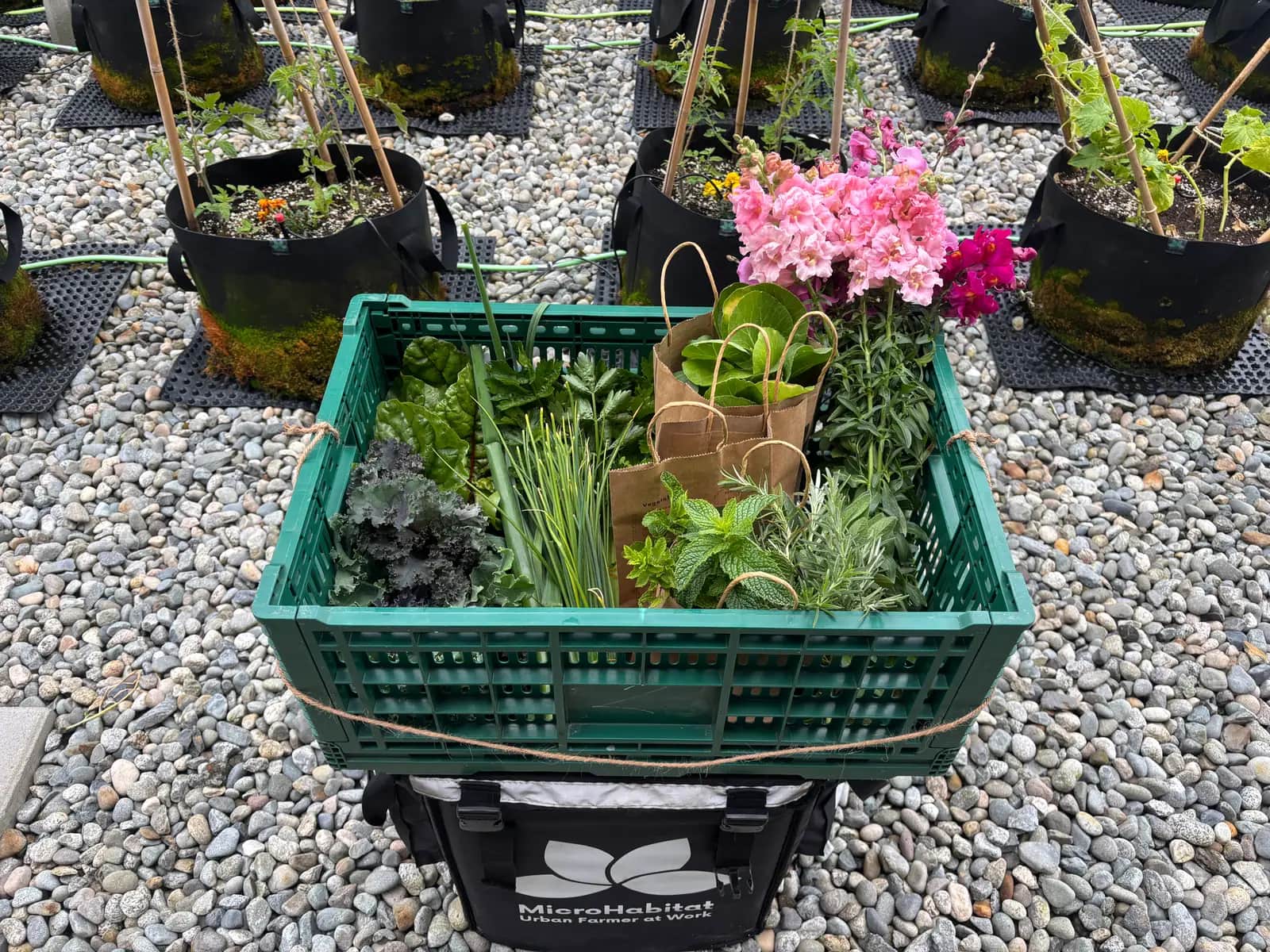 How MyUrbanFarm is Connecting Communities Using Technology