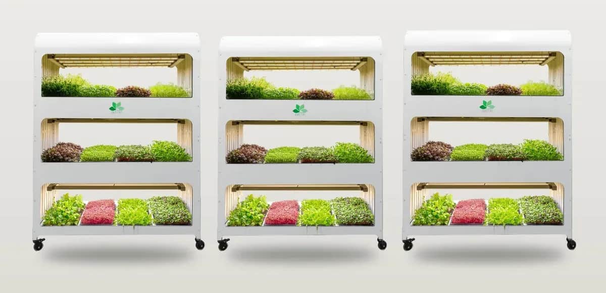 Zo werkt een indoor moestuin op kantoor in de winter