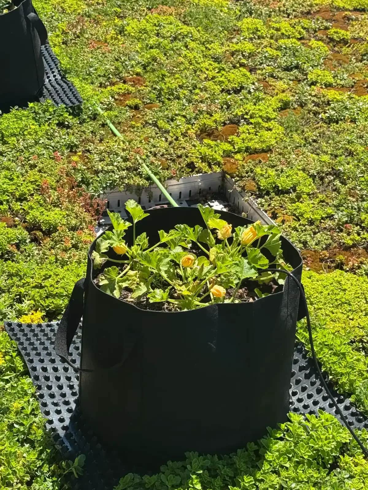 LEED v5 Sites Credits for Urban Farms