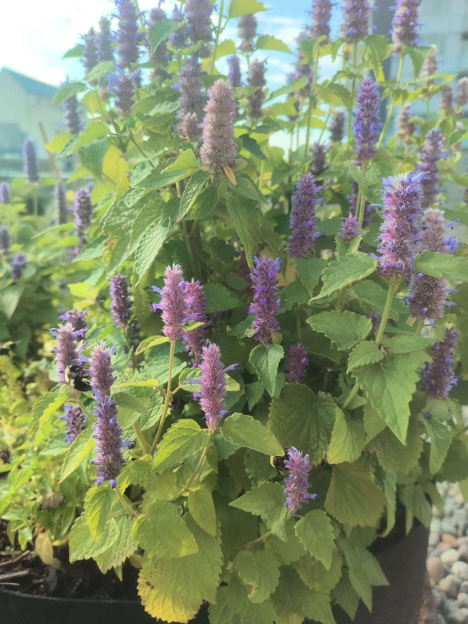 Nature-Based Workplace Wellness Programs: The Complete Guide