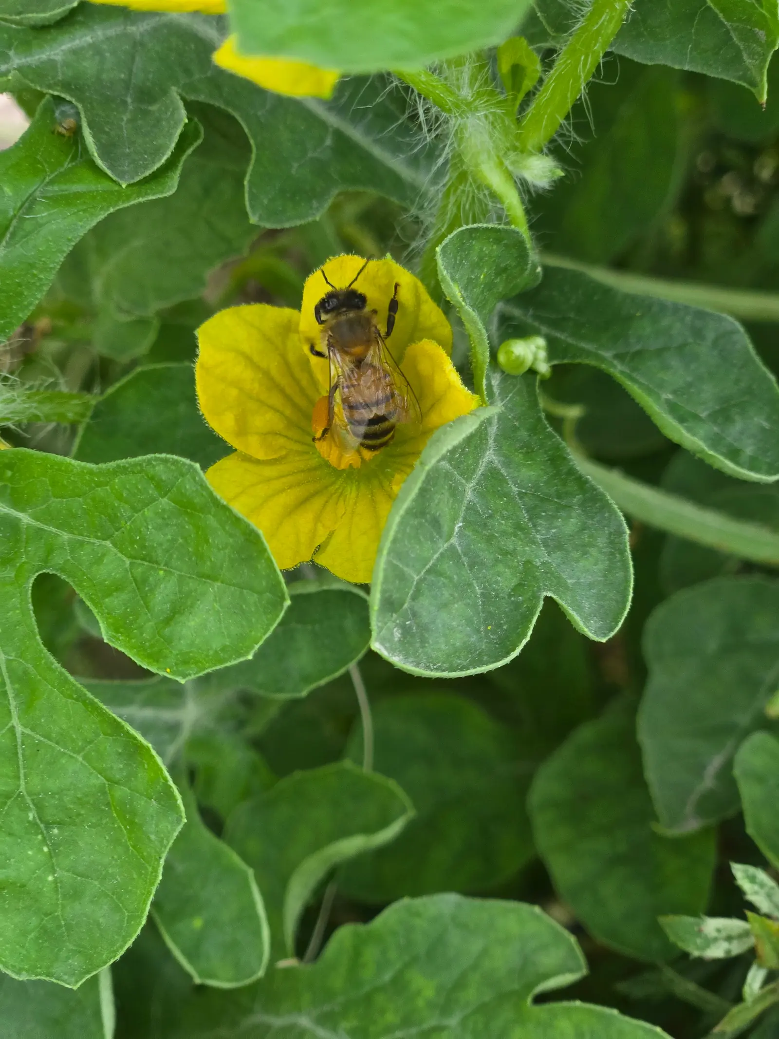 Edifici nature positive: il guadagno netto di biodiversità