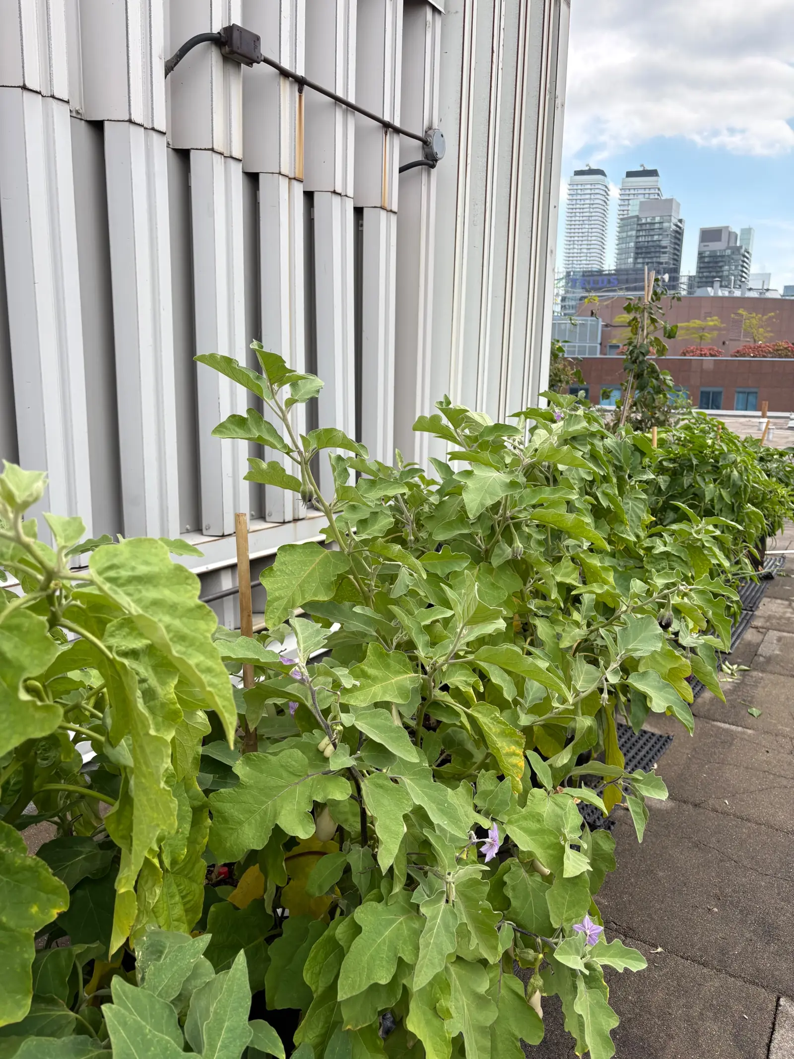 Rooftop Garden Cost: 2026 Pricing Guide