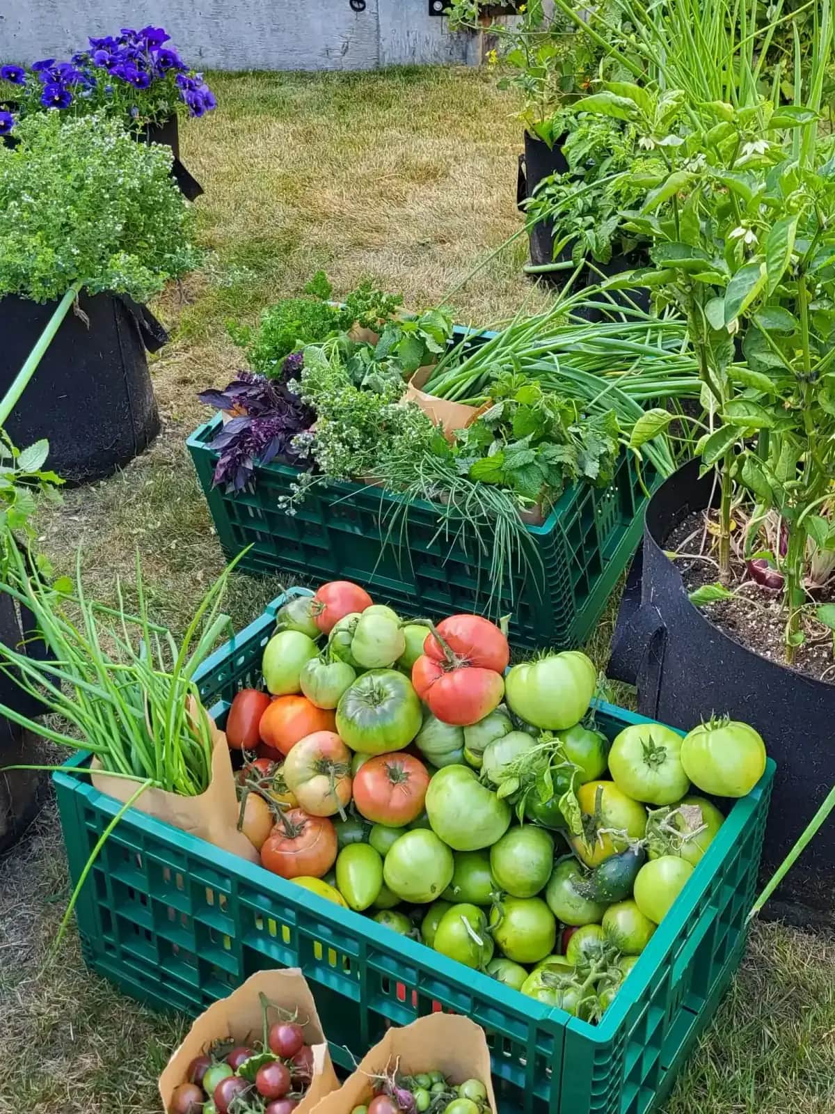 Agricultura Urbana para una Recuperación Verde y Resiliente