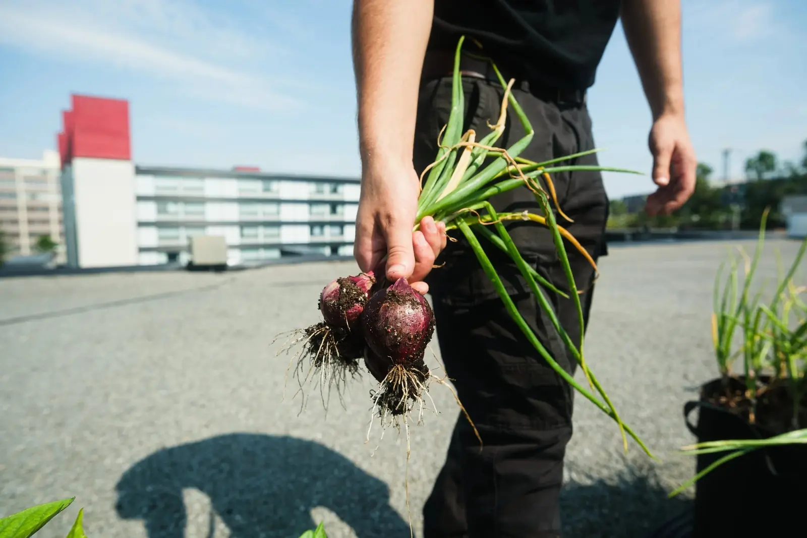Jobs in der urbanen Landwirtschaft: Rollen und Gehalter