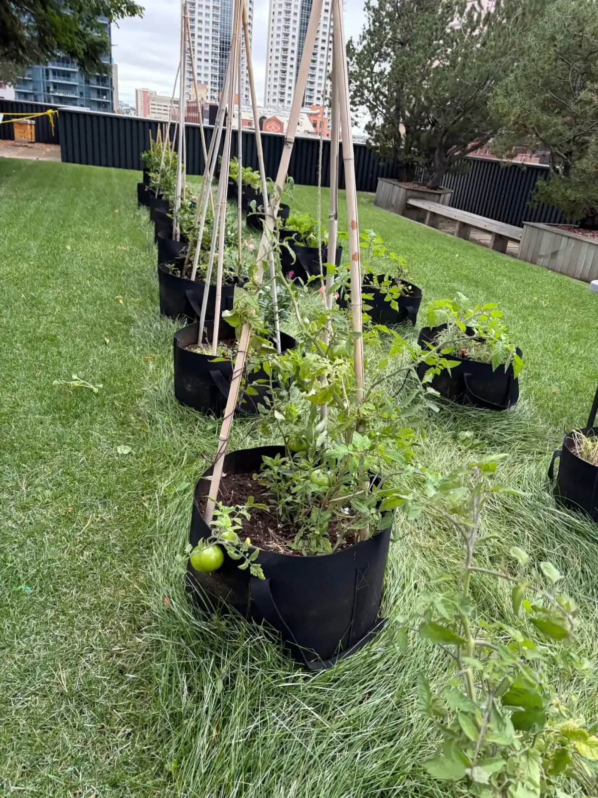 Urban Farm vs Community Garden