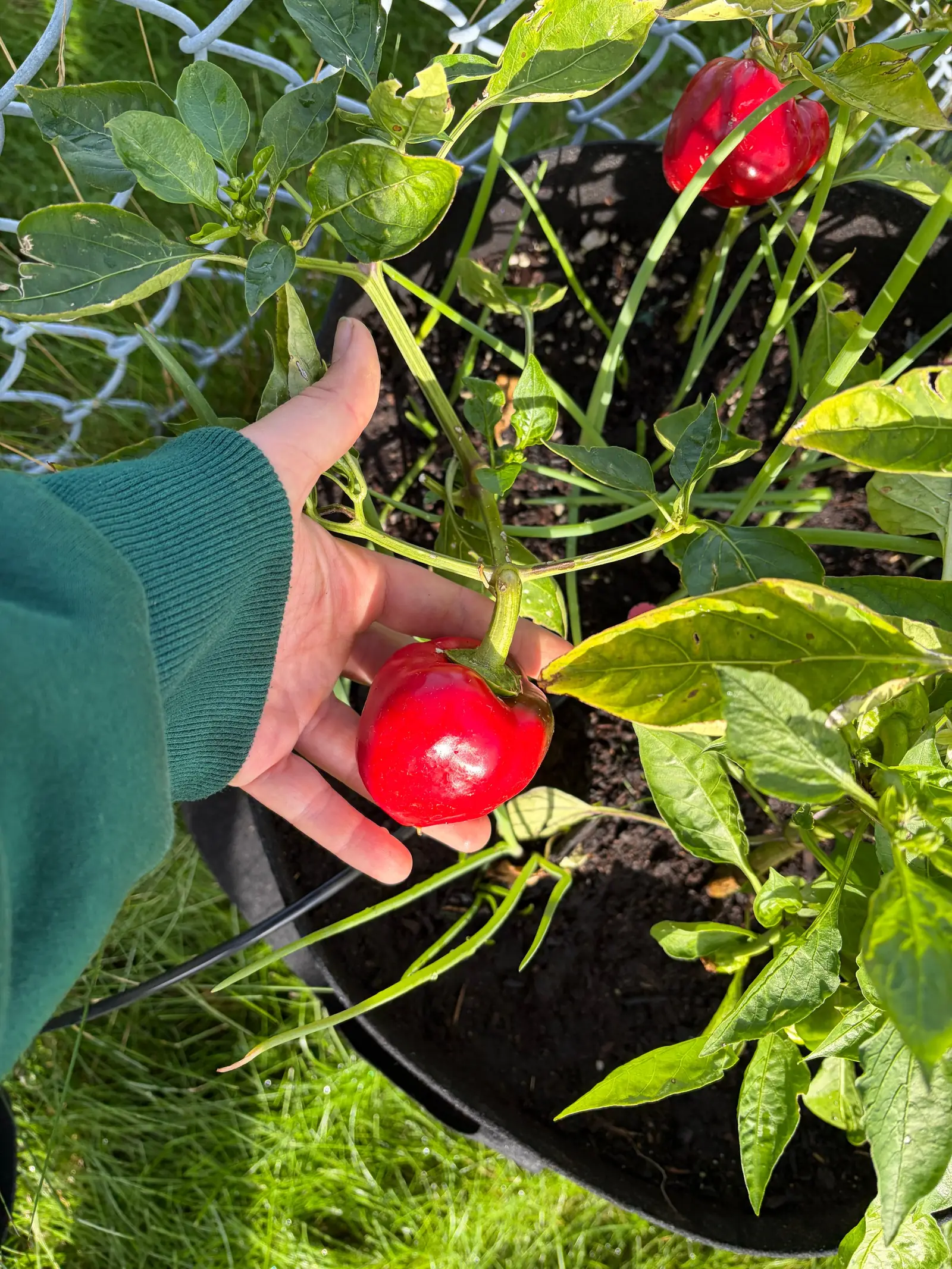 Urban-Farmer-Jobs Frühjahr 2027: Städte und Bewerbung