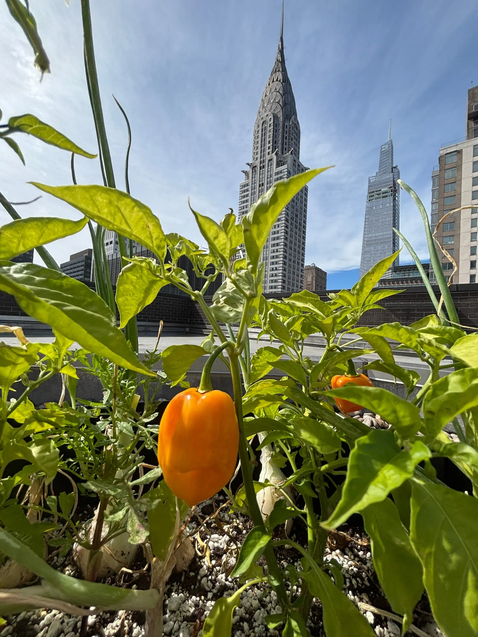 Urban Farming in Your City