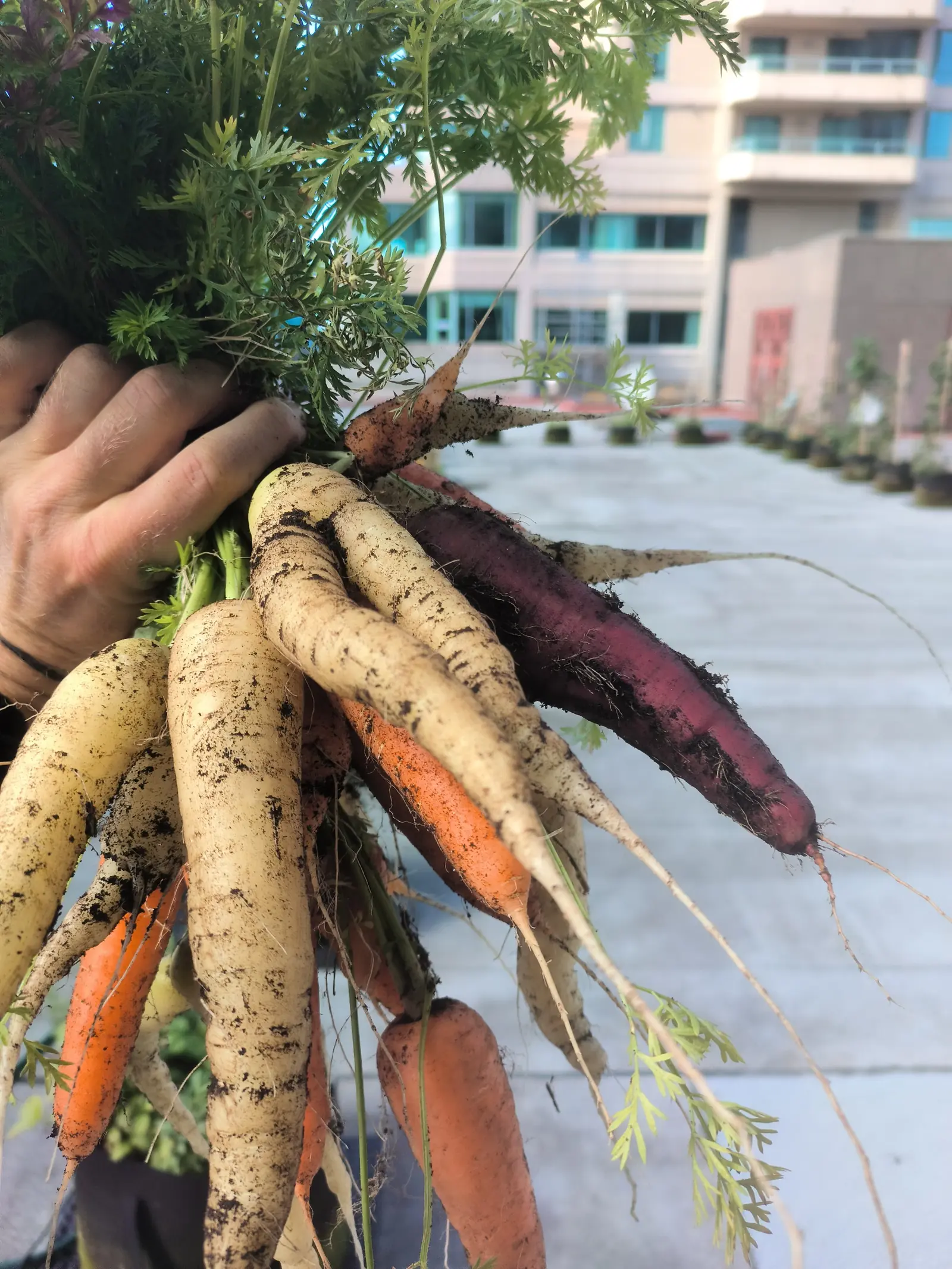 Urban Farming Jobs in 2026: Career Guide