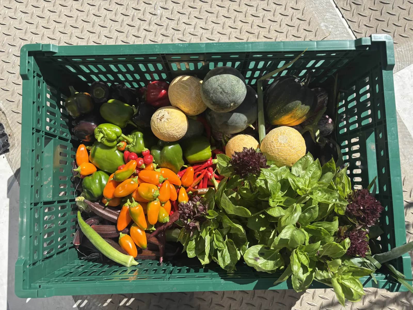 Urban Farming Supporting UN's Sustainable Development Goals