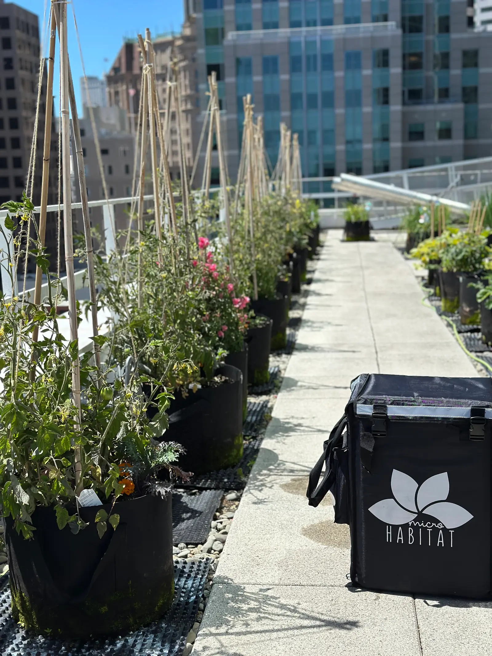 Agricultura urbana: la guía completa