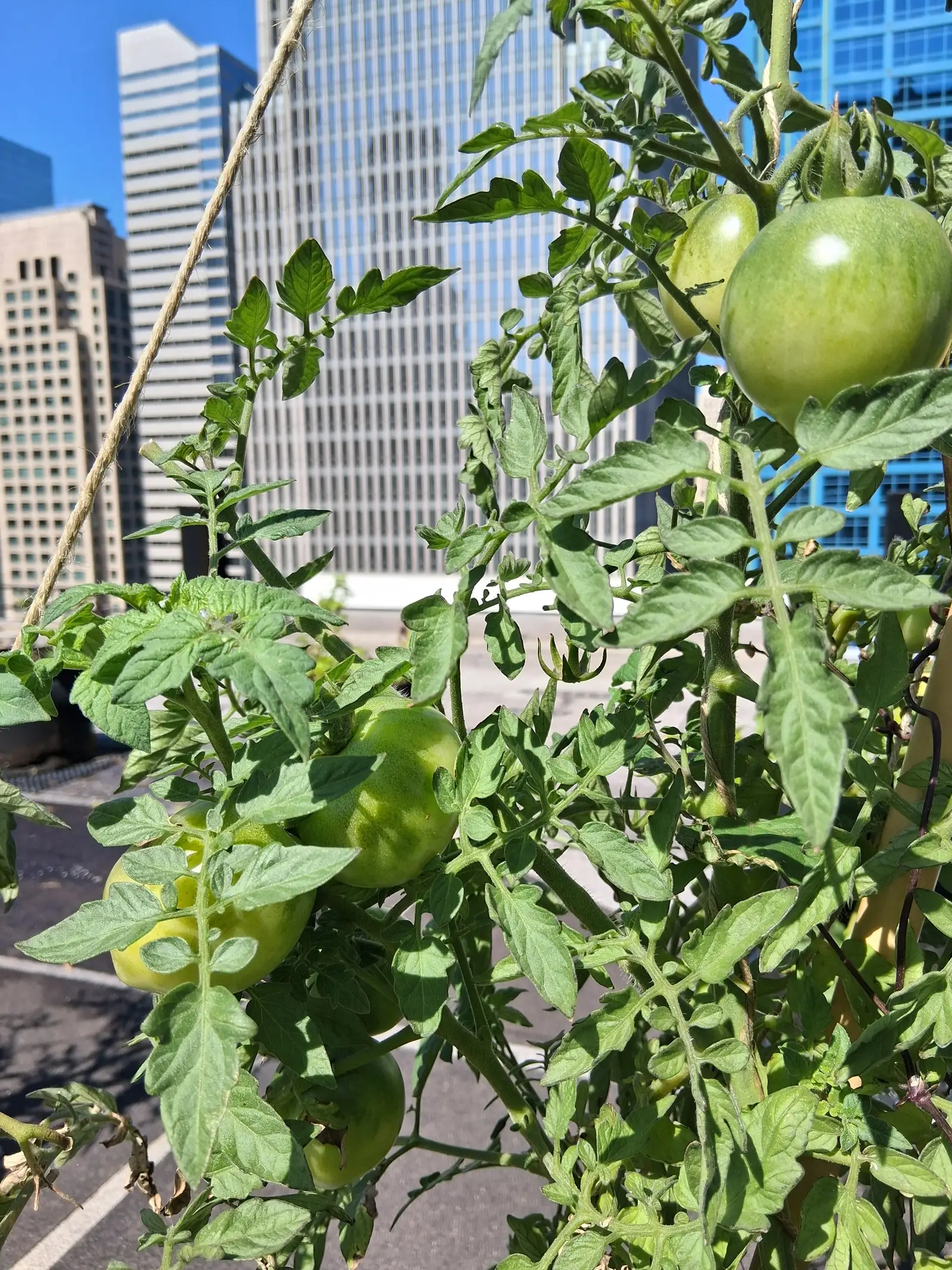 Steigern Urban Farms den Immobilienwert?