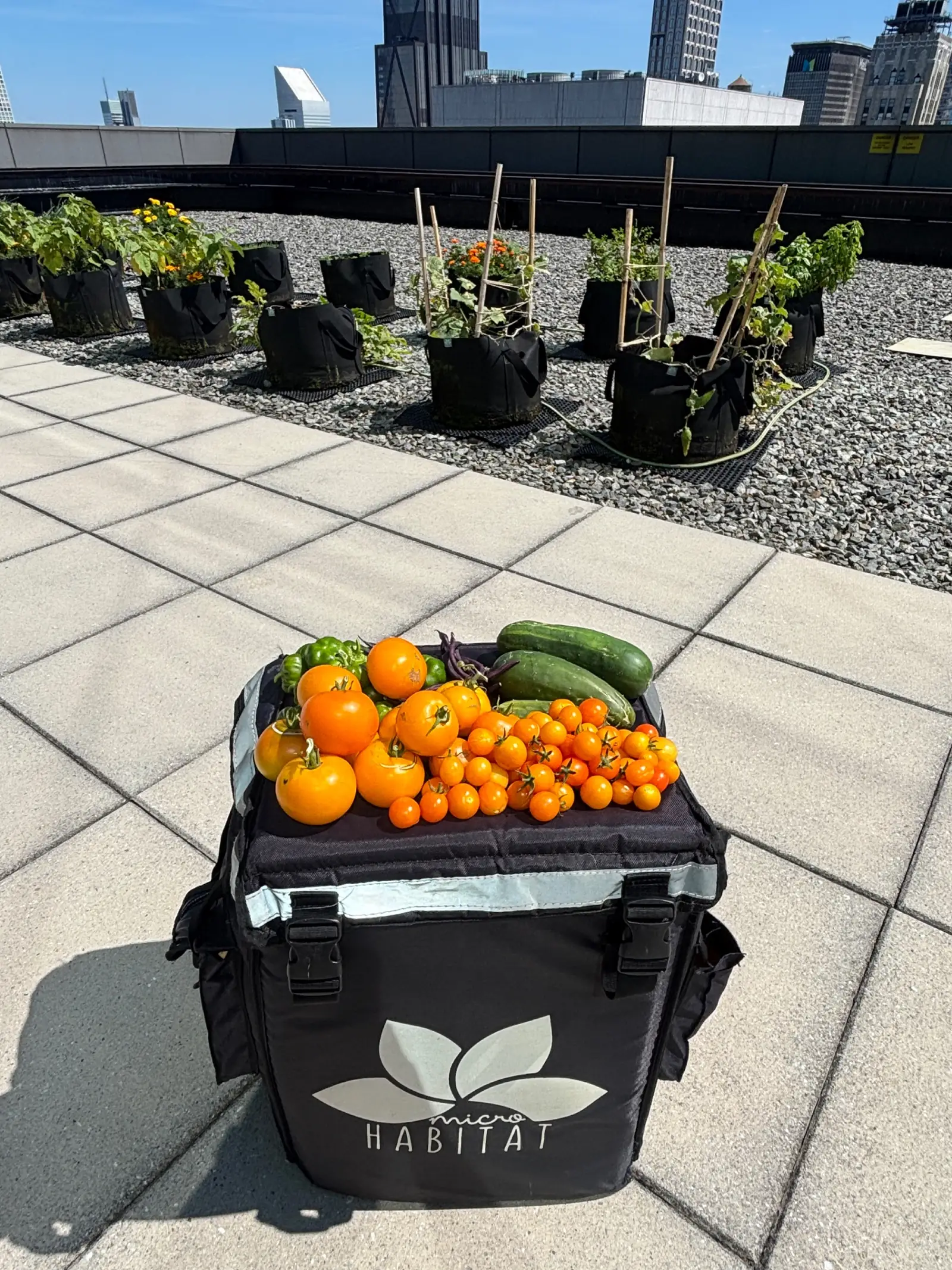 MyUrbanFarm: das Herzstück des Mieterengagements