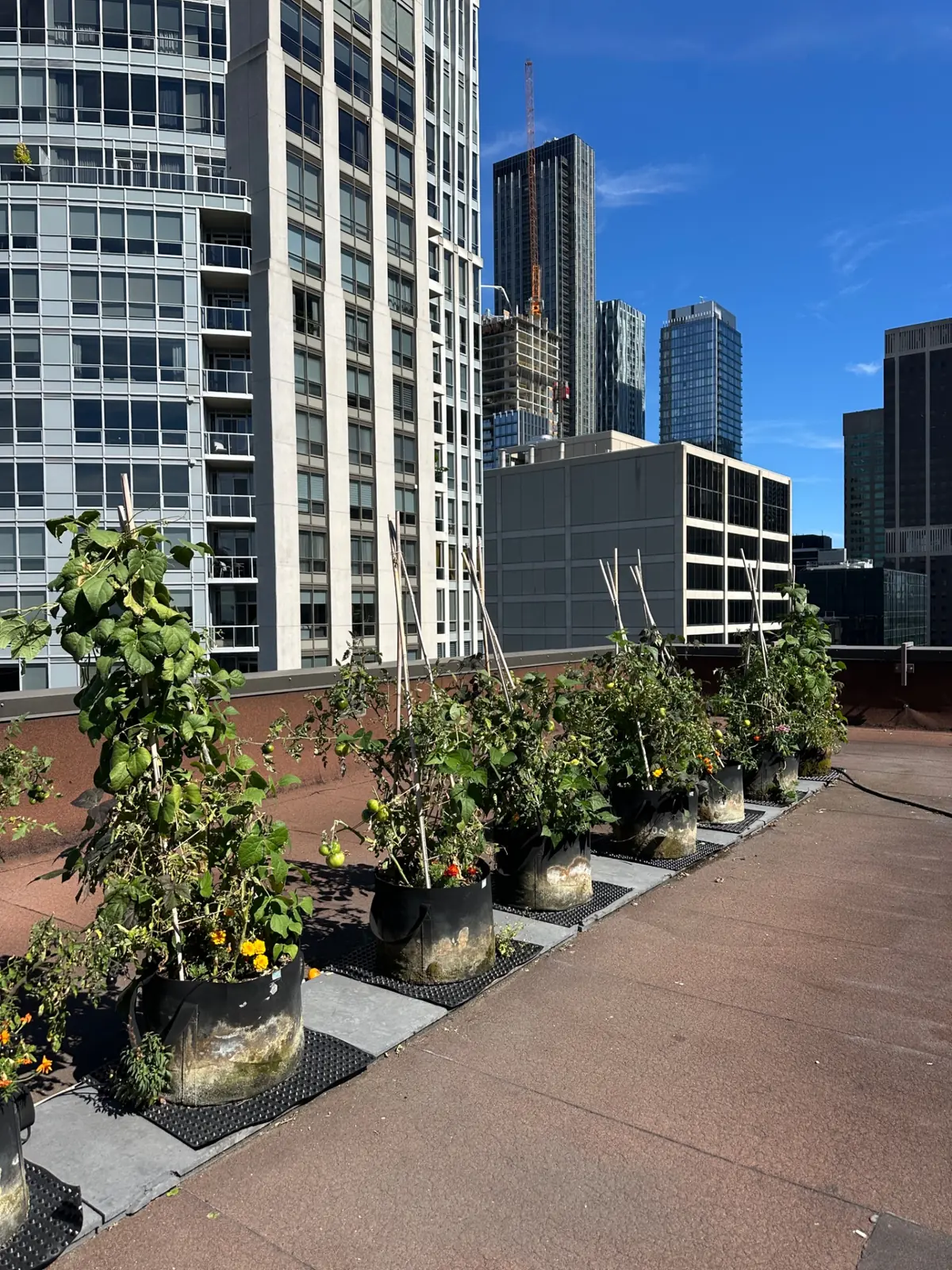 Wooden raised beds line a green rooftop surrounded by glass skyscrapers