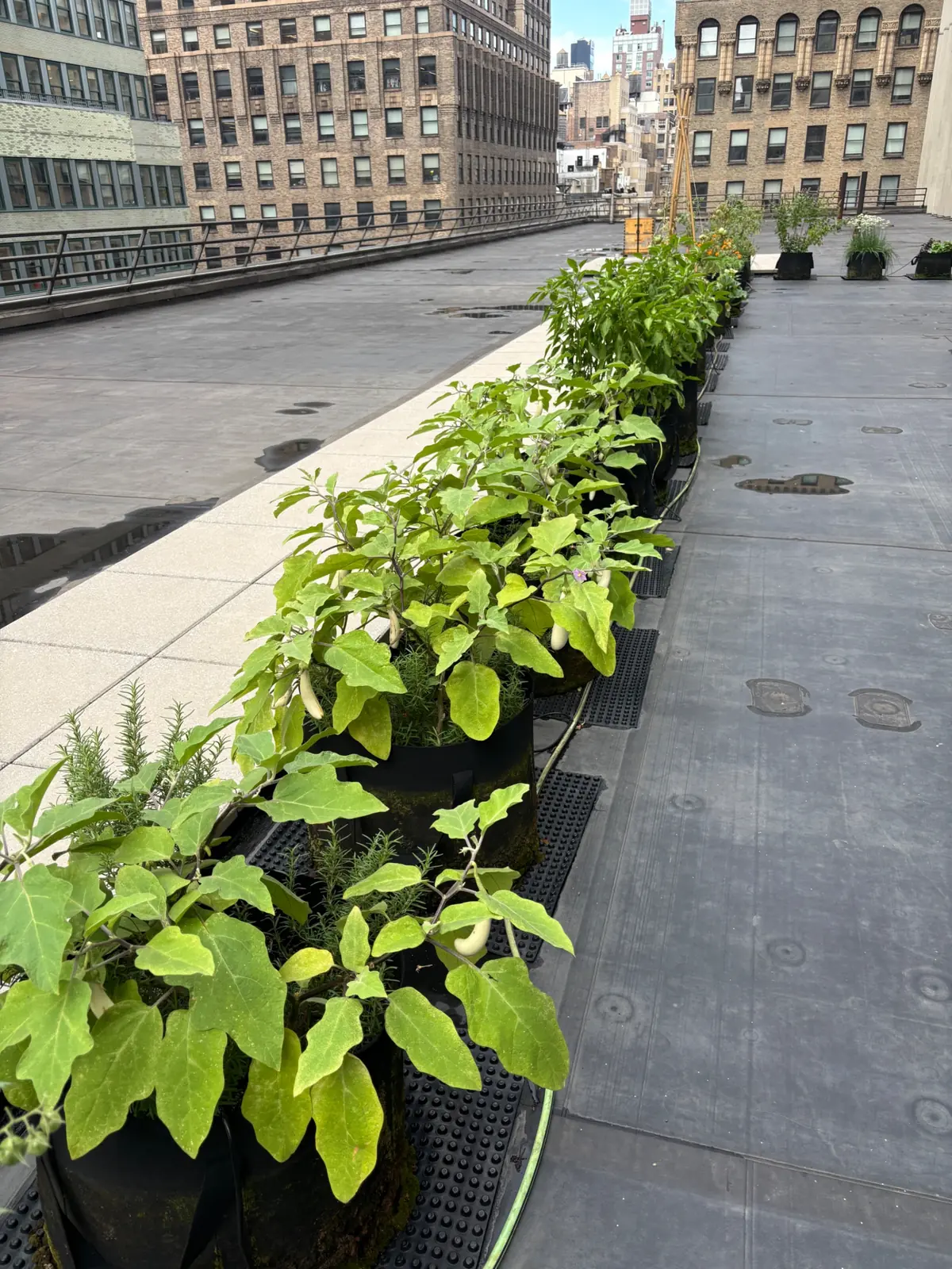 Rows of fabric planters on a rooftop surrounded by city towers