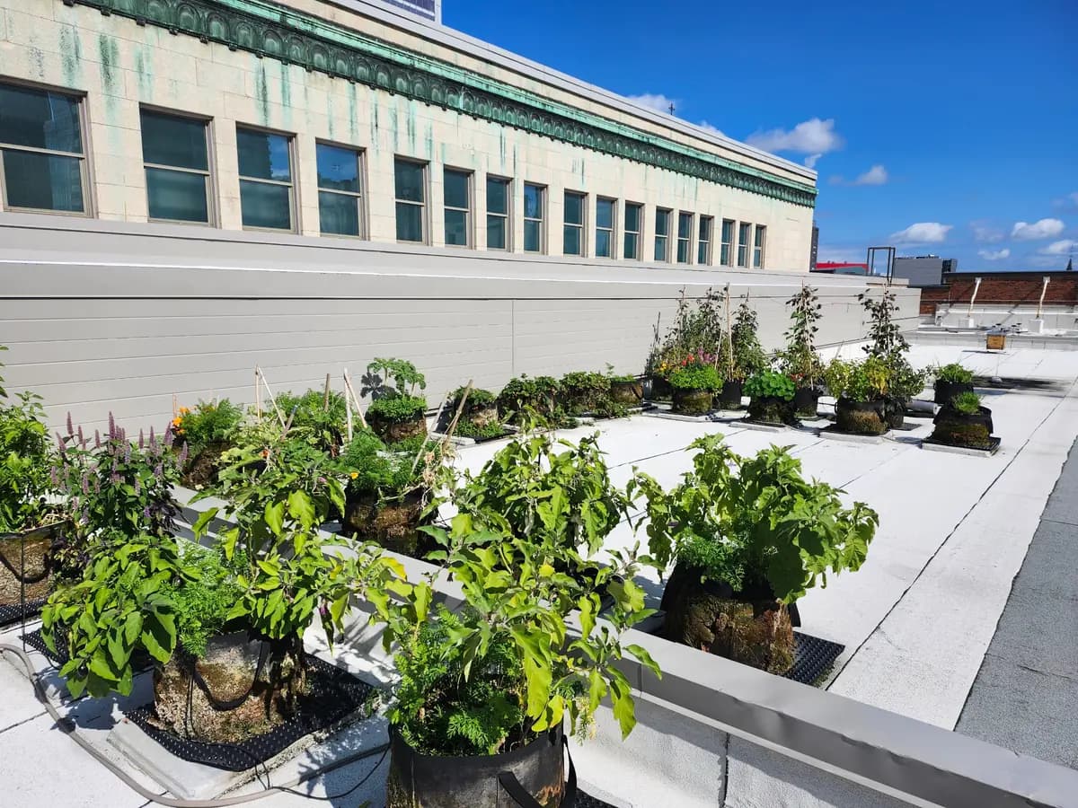Newly placed planter bags of vegetables on a bright rooftop beside a building