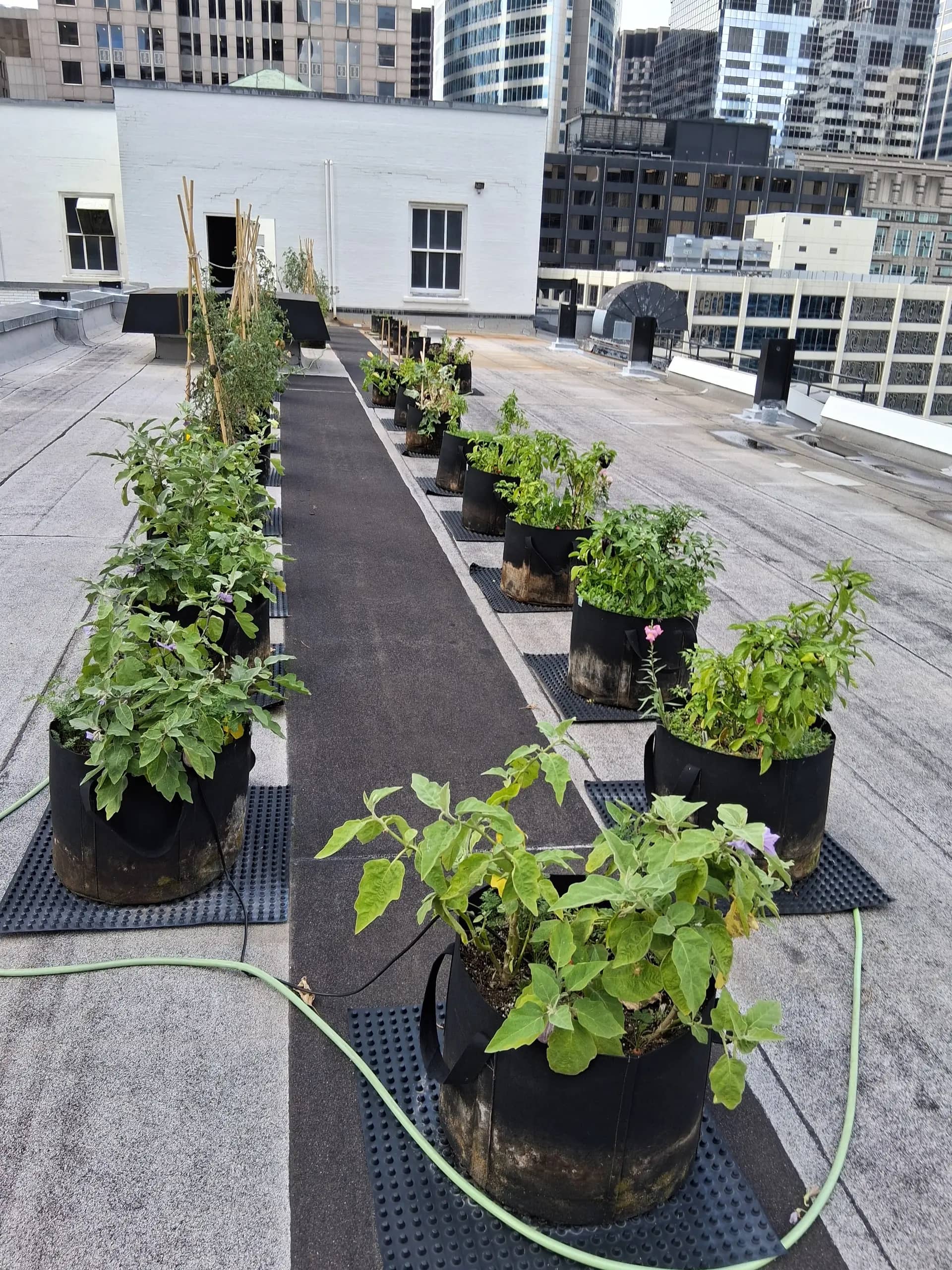 Centification Green Building Certification Reports | MicroHabitat