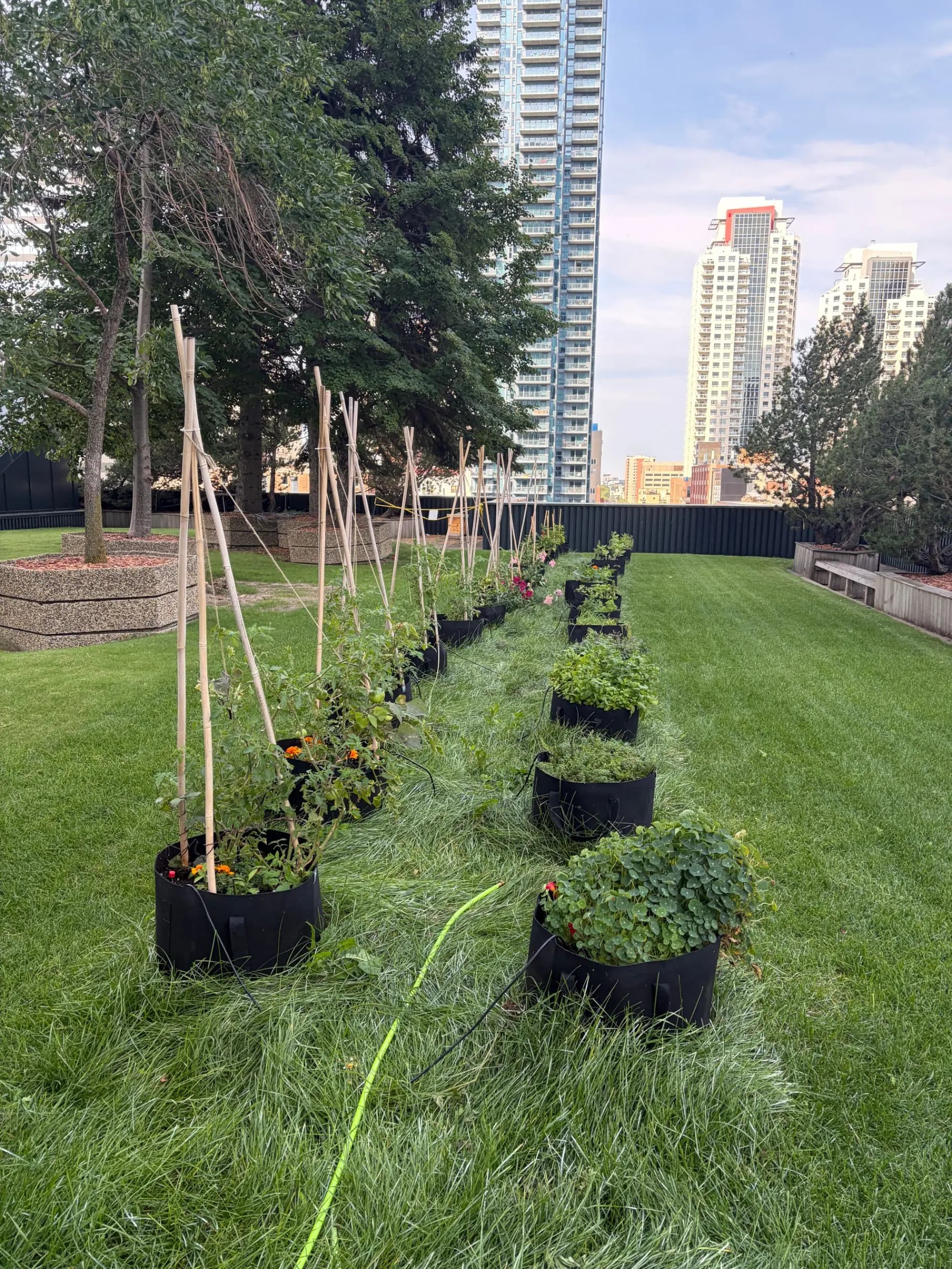 Rows of grow bags with vegetables on a lawn beside office buildings