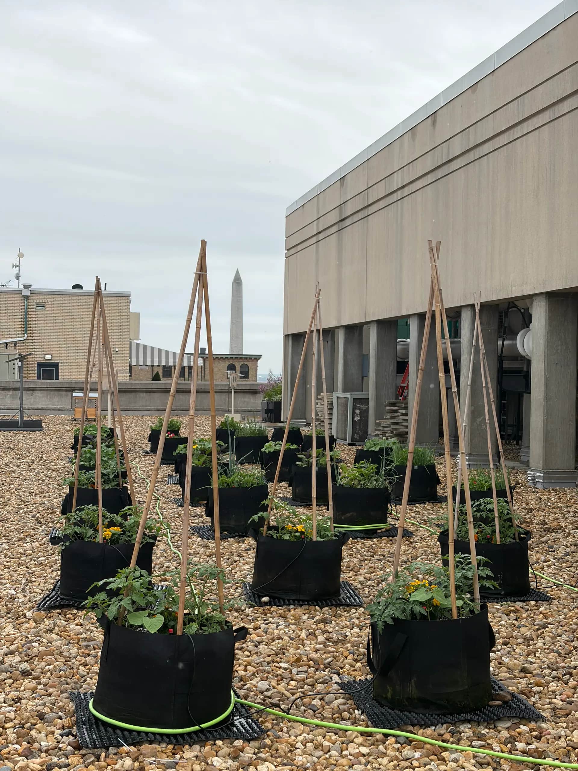 Rooftop urban farm on a commercial building