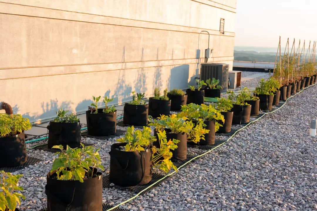 Urban farming in Washington DC