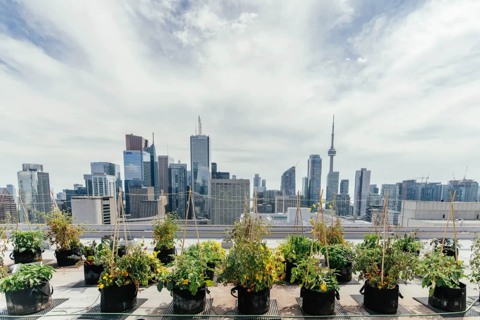 Urban Farming Cities