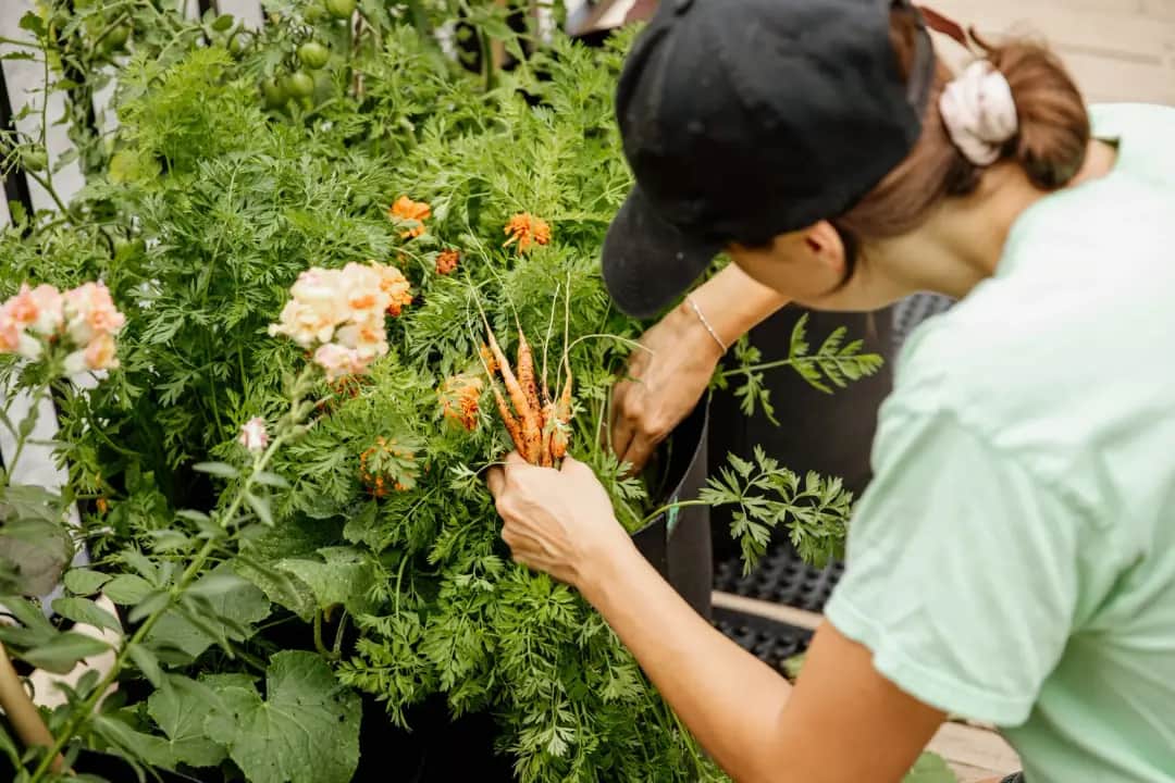 Urban farming in Edmonton