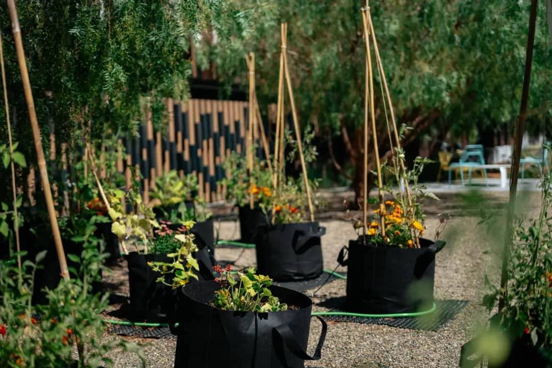 Urban farming in Denver