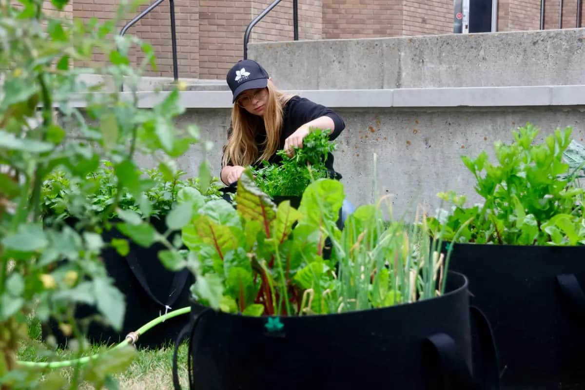 Urban farming in Amsterdam