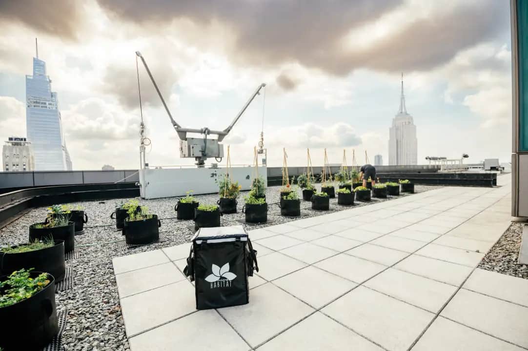 Urban farming in New York