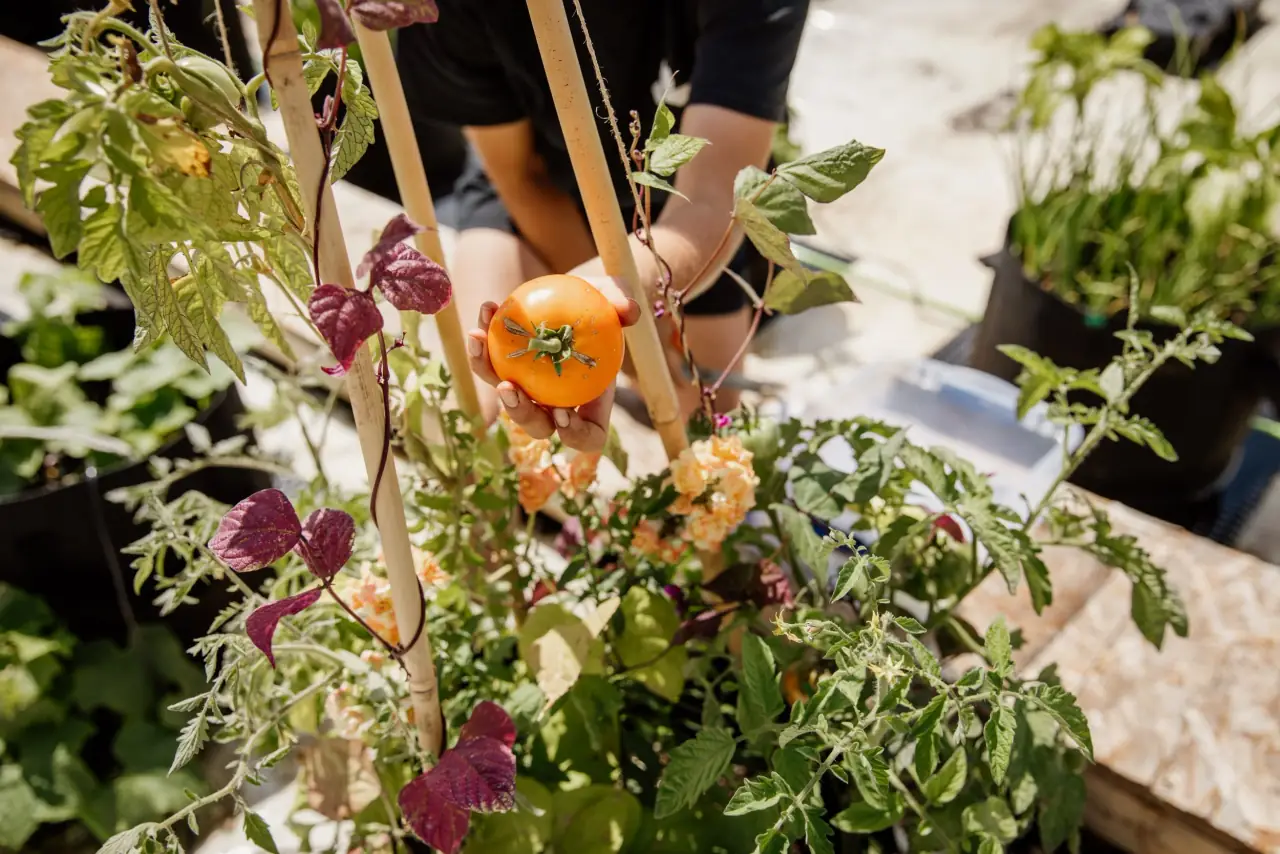 Rooftop Farm — Montreal