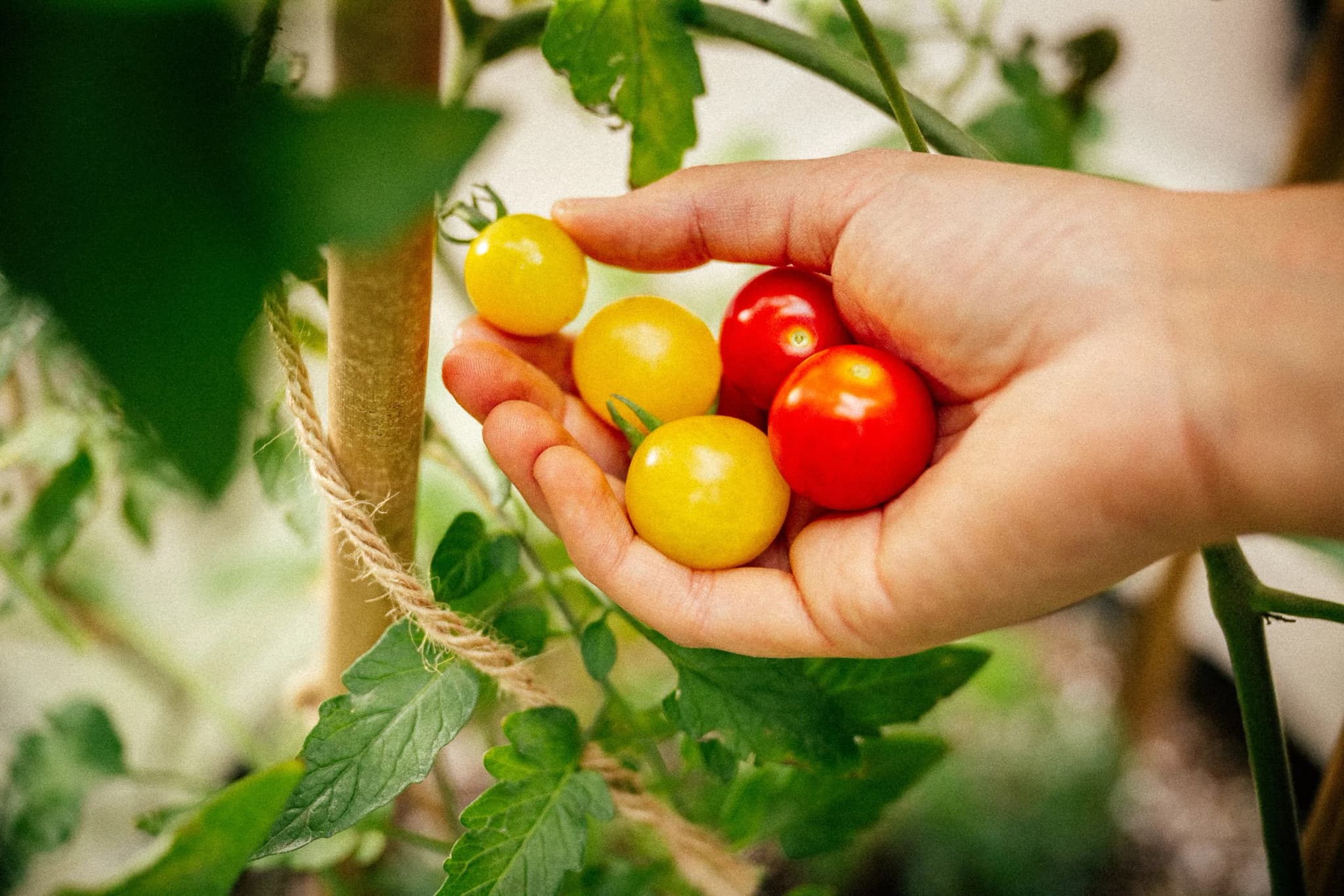Harvest Distribution