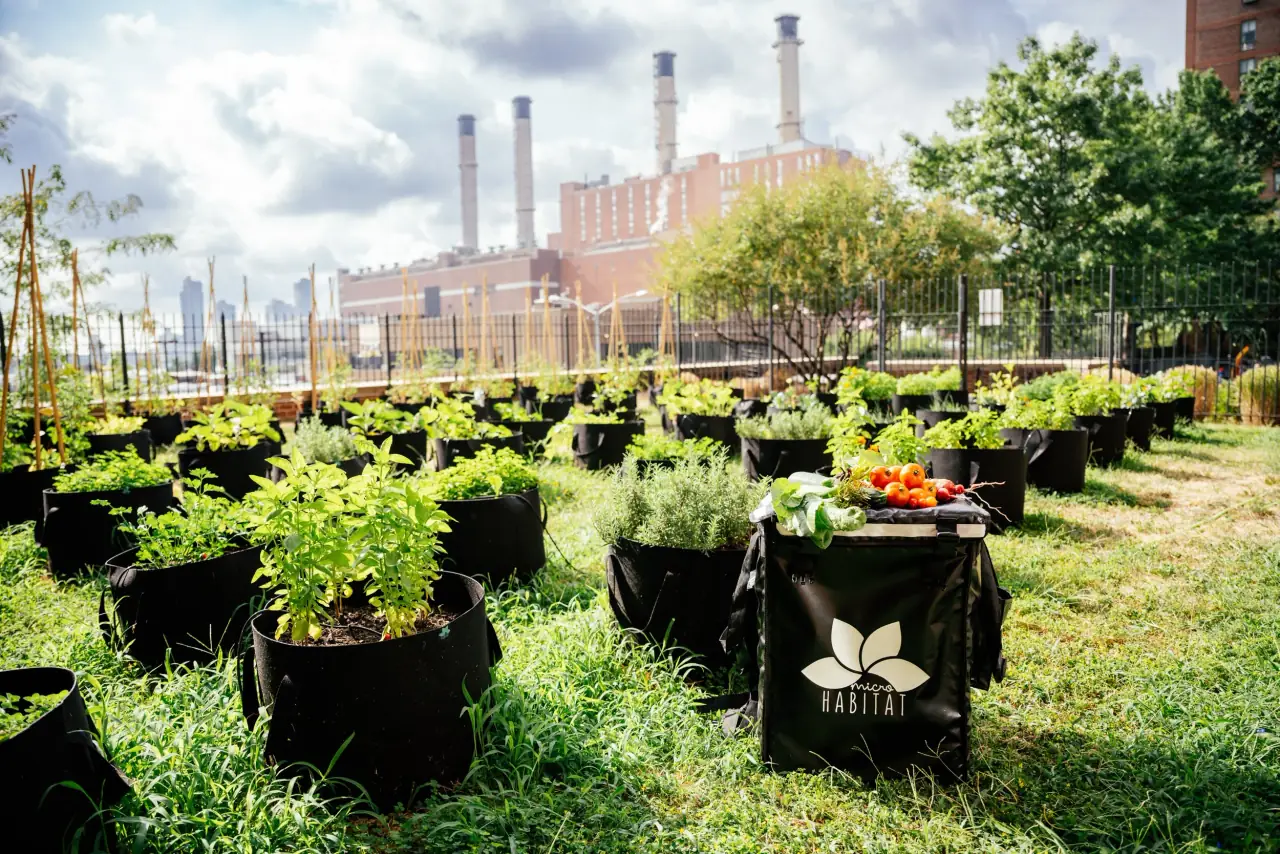 Rooftop Farm — New York