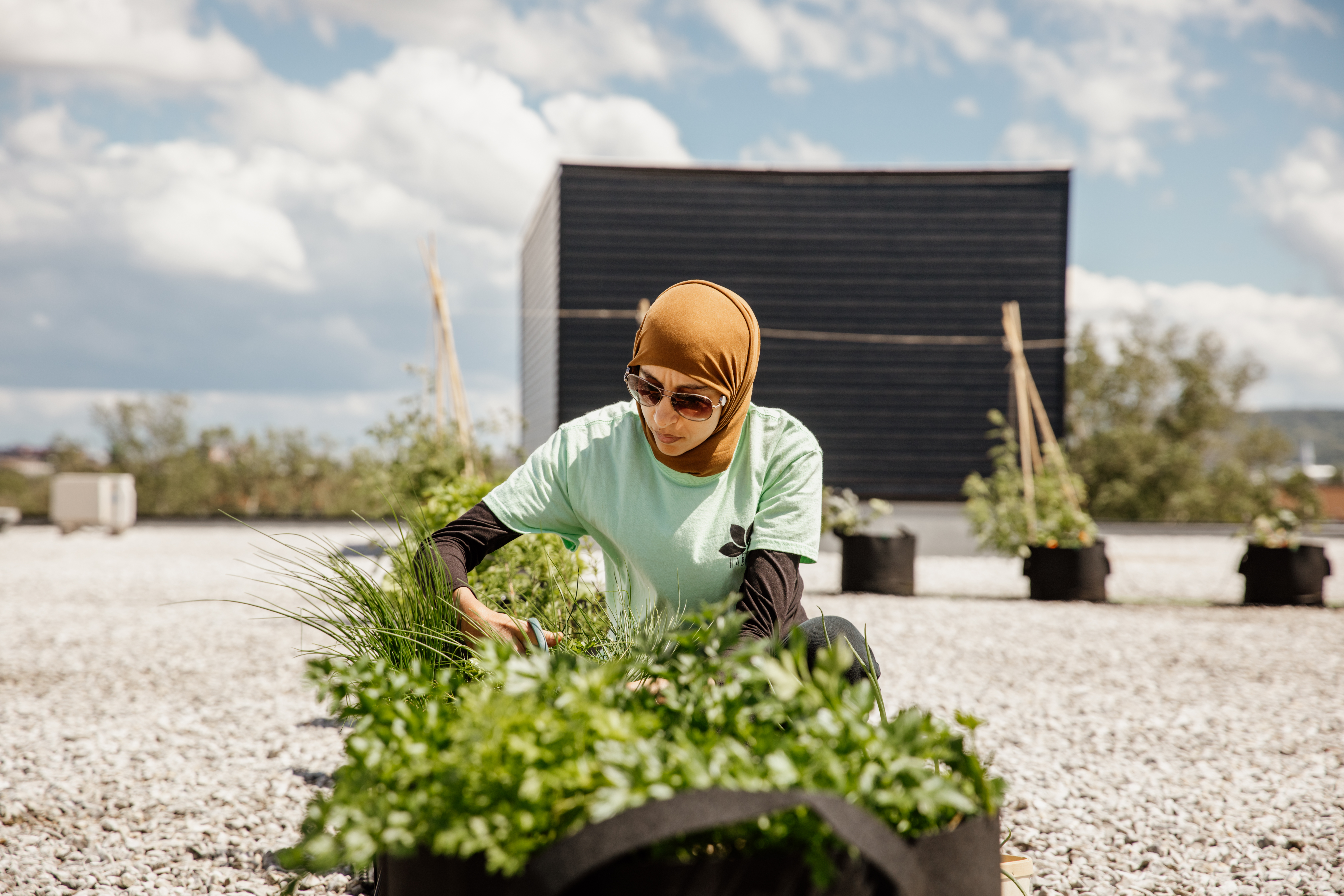 Toronto Urban Farm