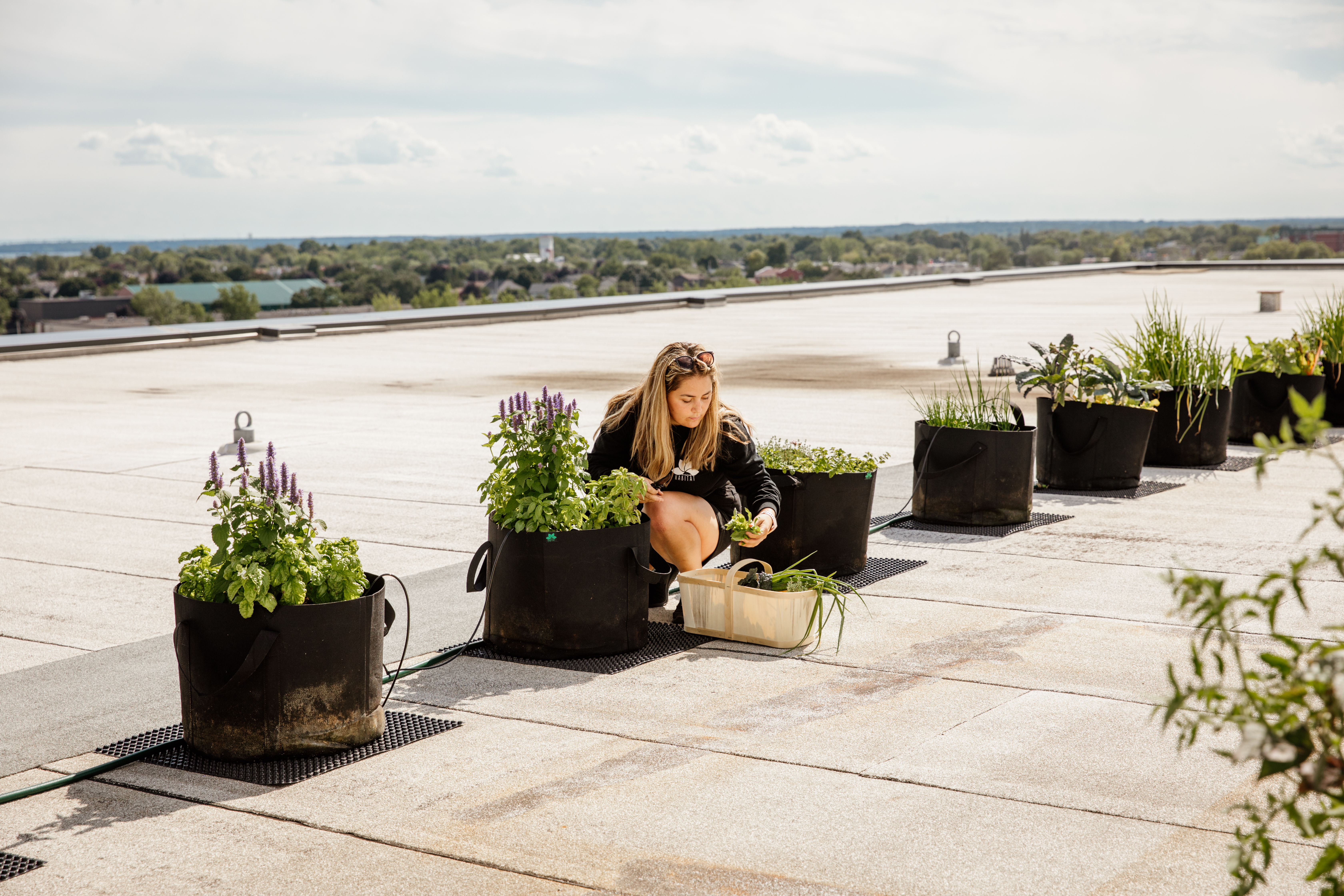 Toronto Rooftop Garden