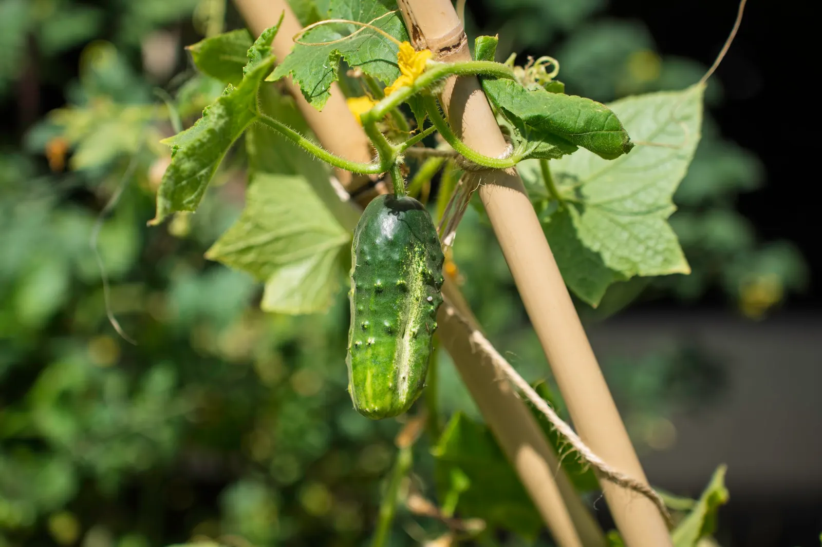 A small cucumber hanging from its vine on a bamboo stake, below yellow cucumber flowers