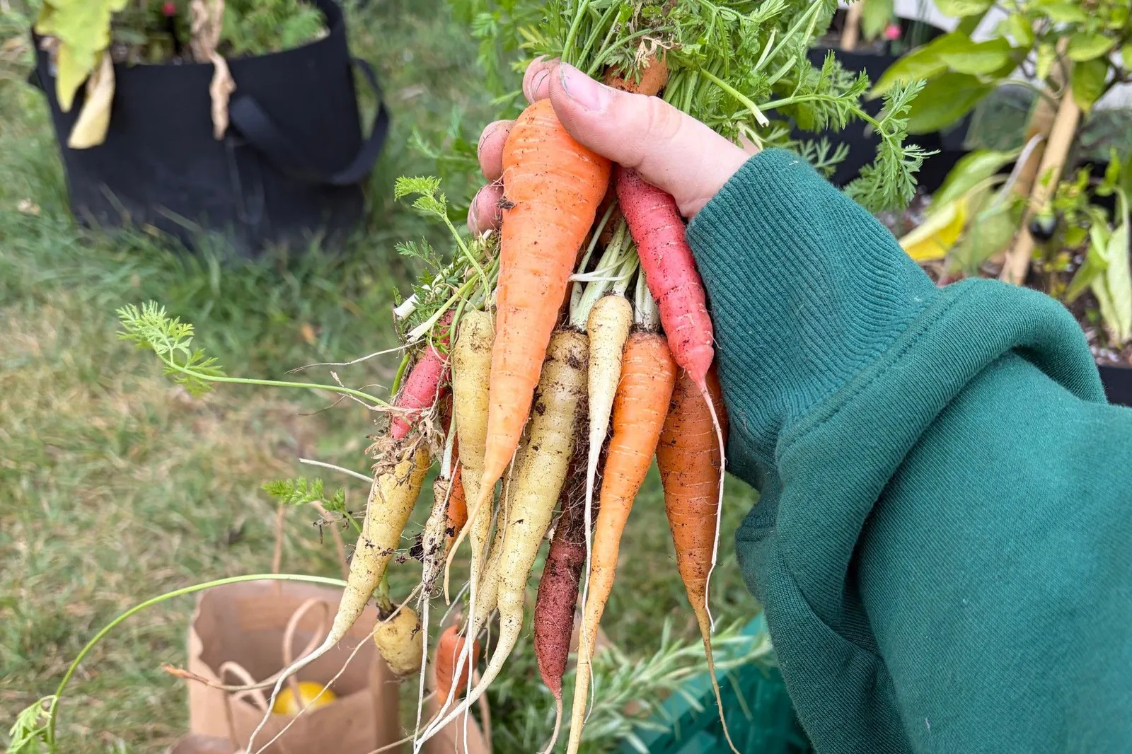 A hand holds a bunch of orange, yellow and red carrots above paper harvest bags and a green crate