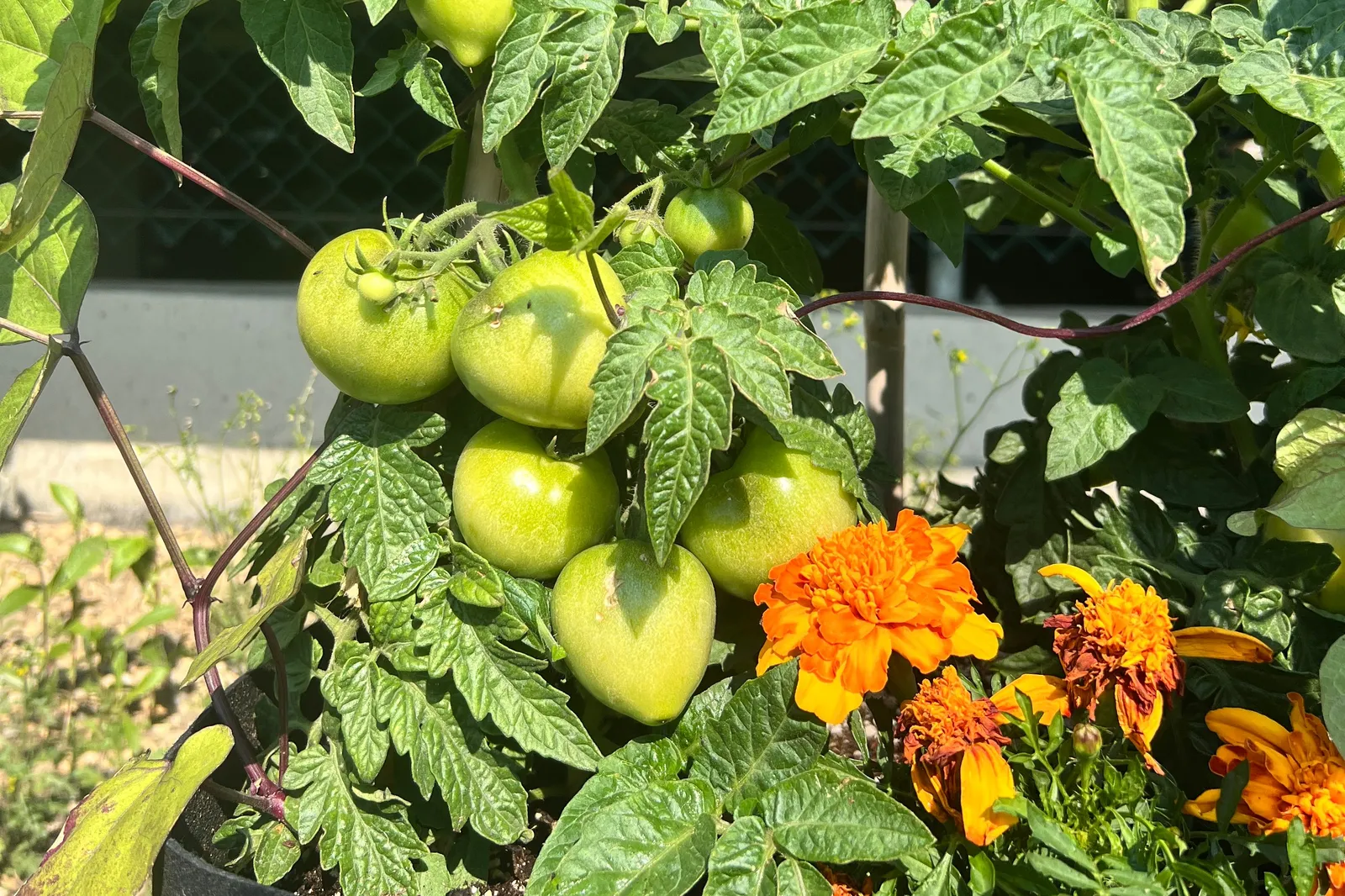 Green tomatoes ripening on the vine above orange marigolds in a fabric pot