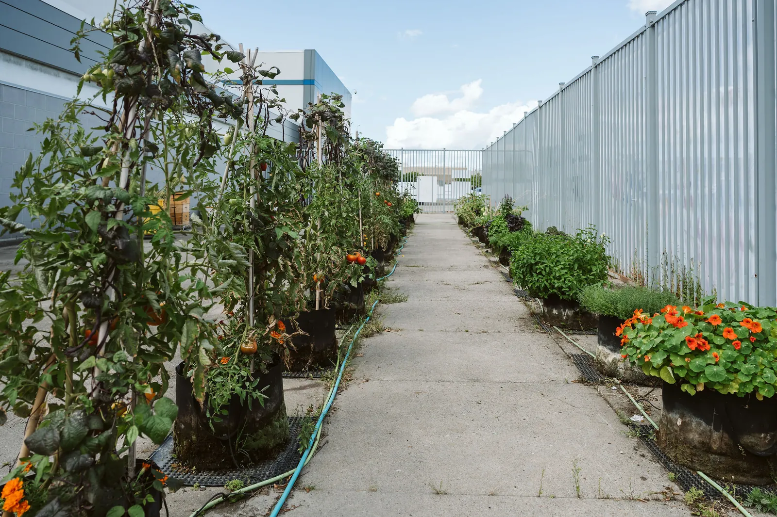 Rows of tomato plants and flowers in grow bags along a fenced concrete corridor beside the Galeries d'Anjou building